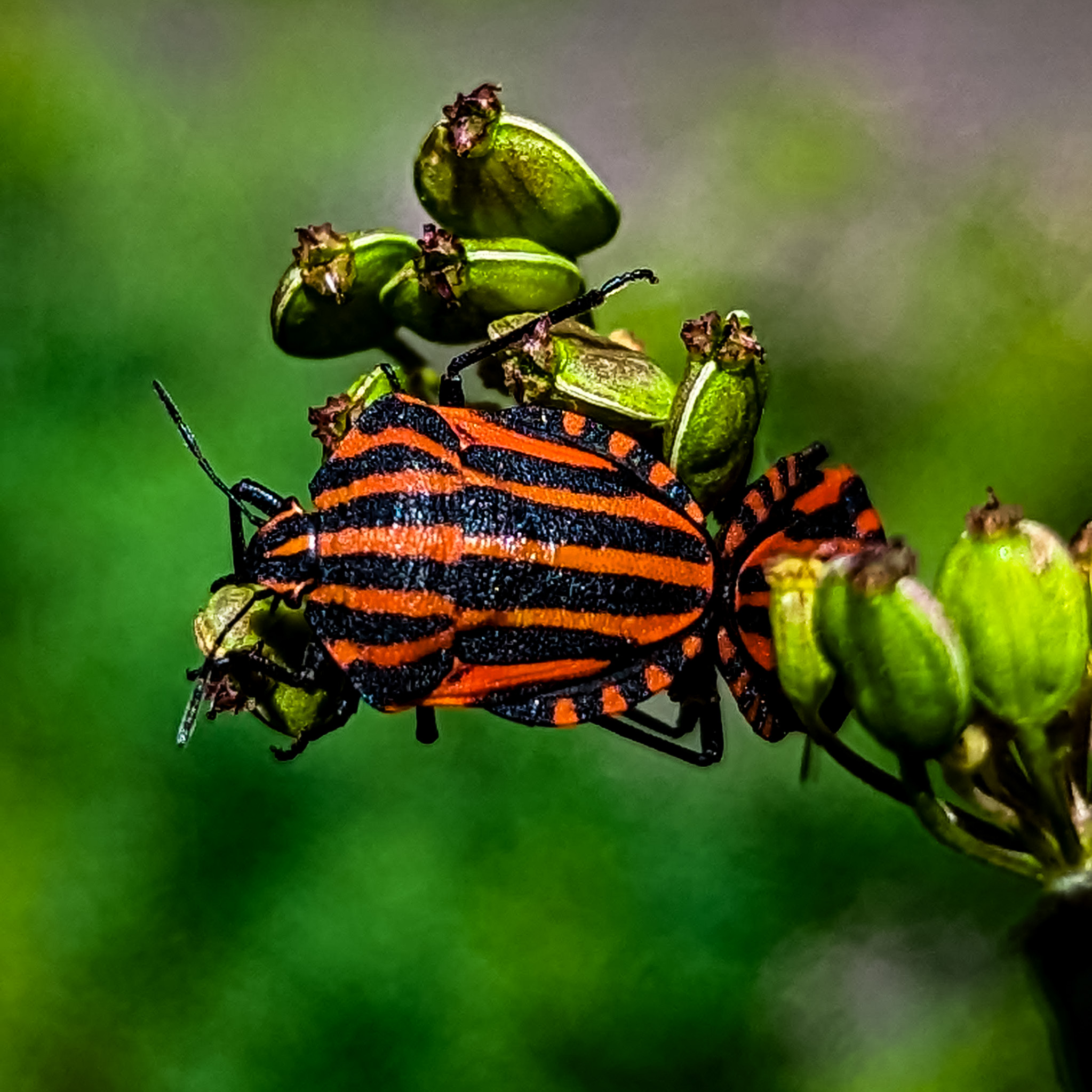 Minstrel bug. Graphosoma italicum is a species of shield bug in the family Pentatomidae.
