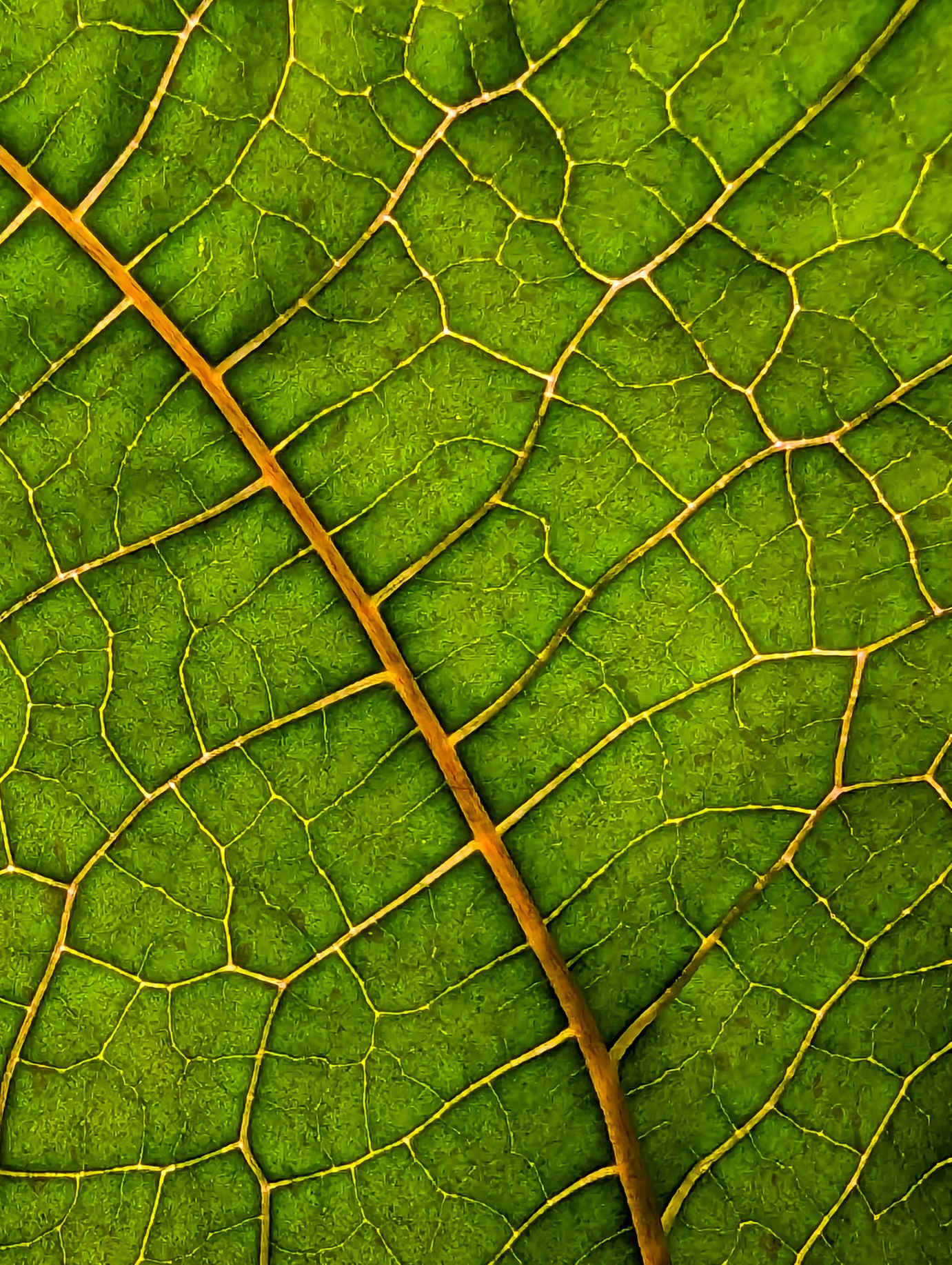 An image of a leaf with the sun behind, revealing the veins.