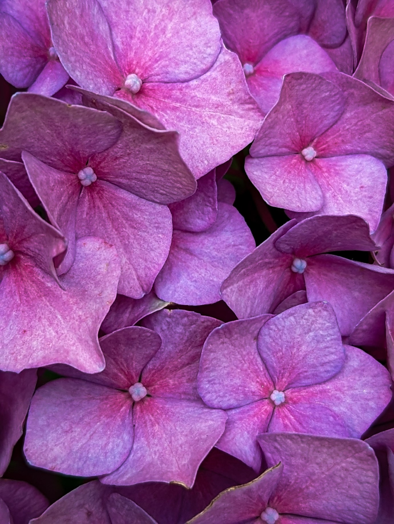 A close-up of a pink hortensia in bloom.
