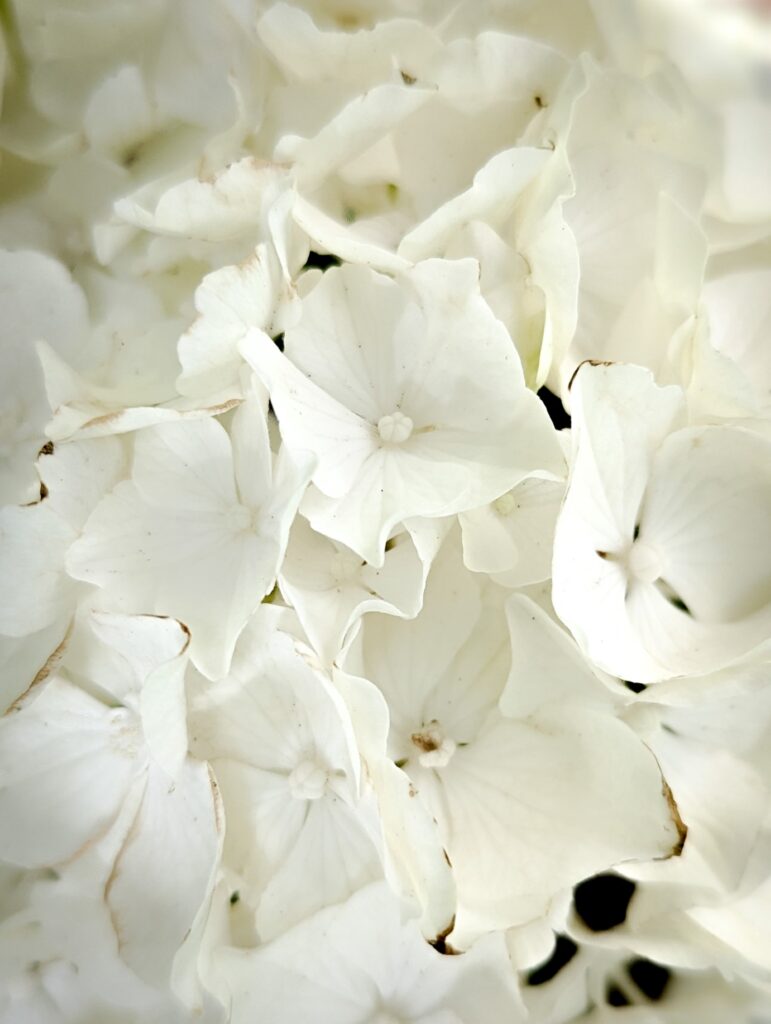 Close-up of a white hortensia in bloom.