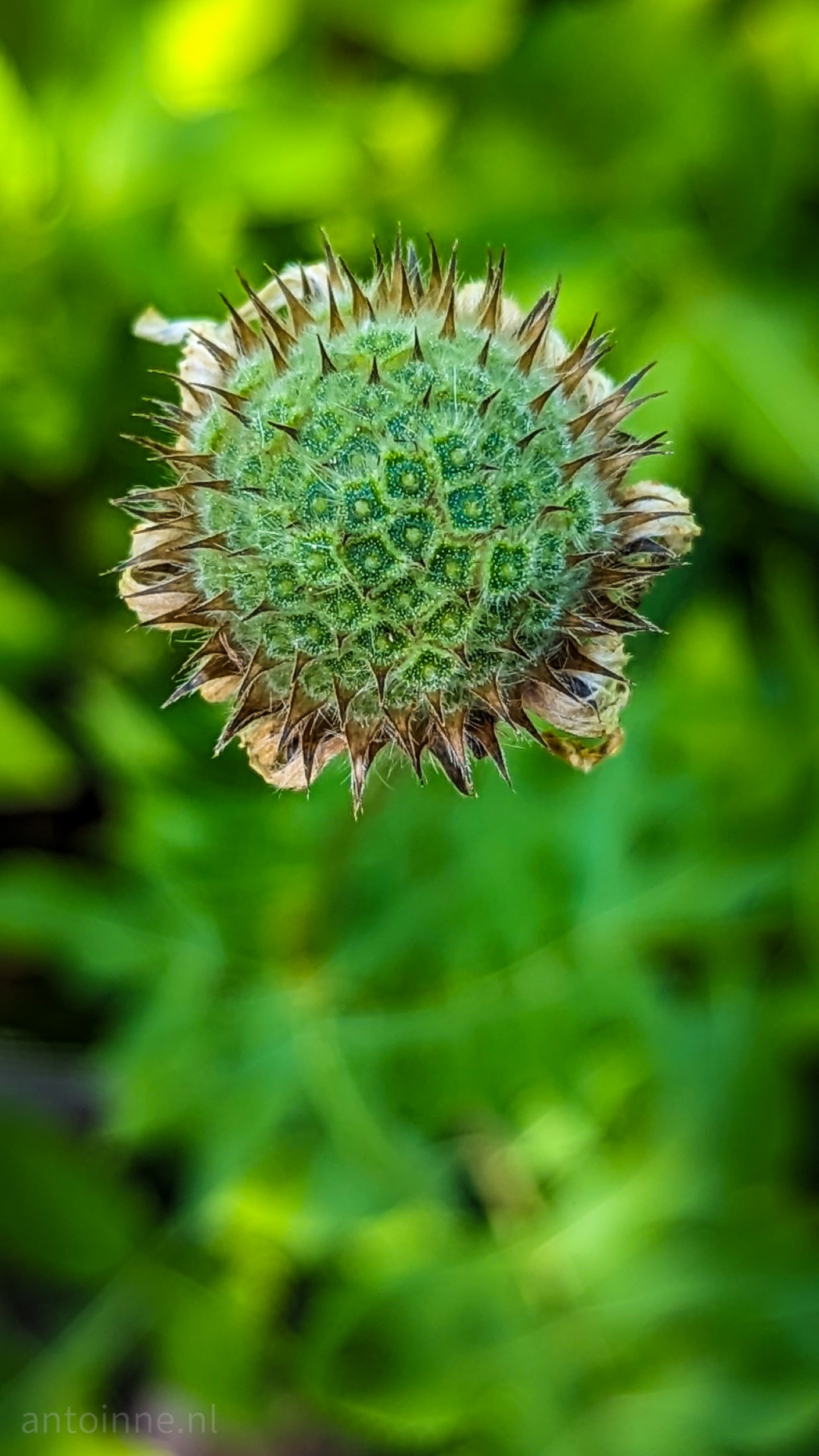Spiny Flower Pod. A green seed pod with spines above a green background.