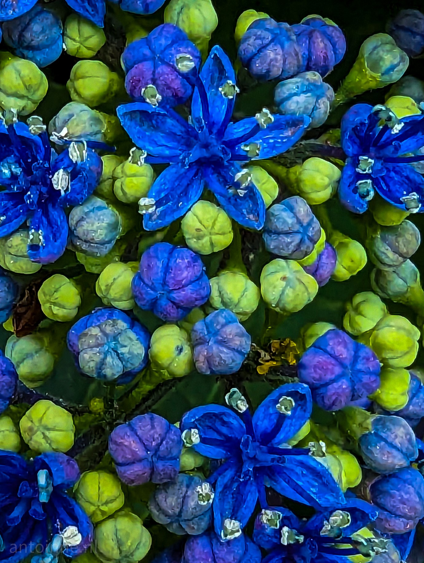 Detail picture of blue flowers among green buds.