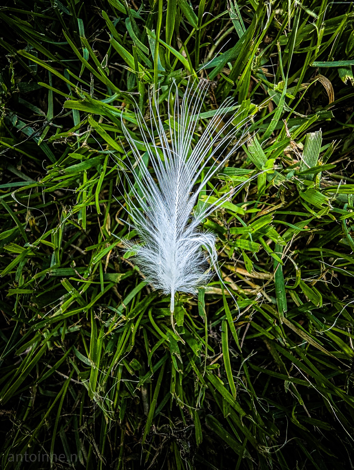 A small white feather of a bird in the grass.