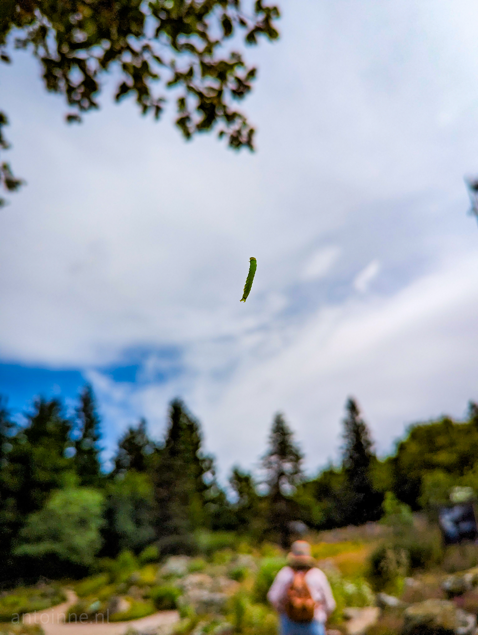 Dangling Caterpillar