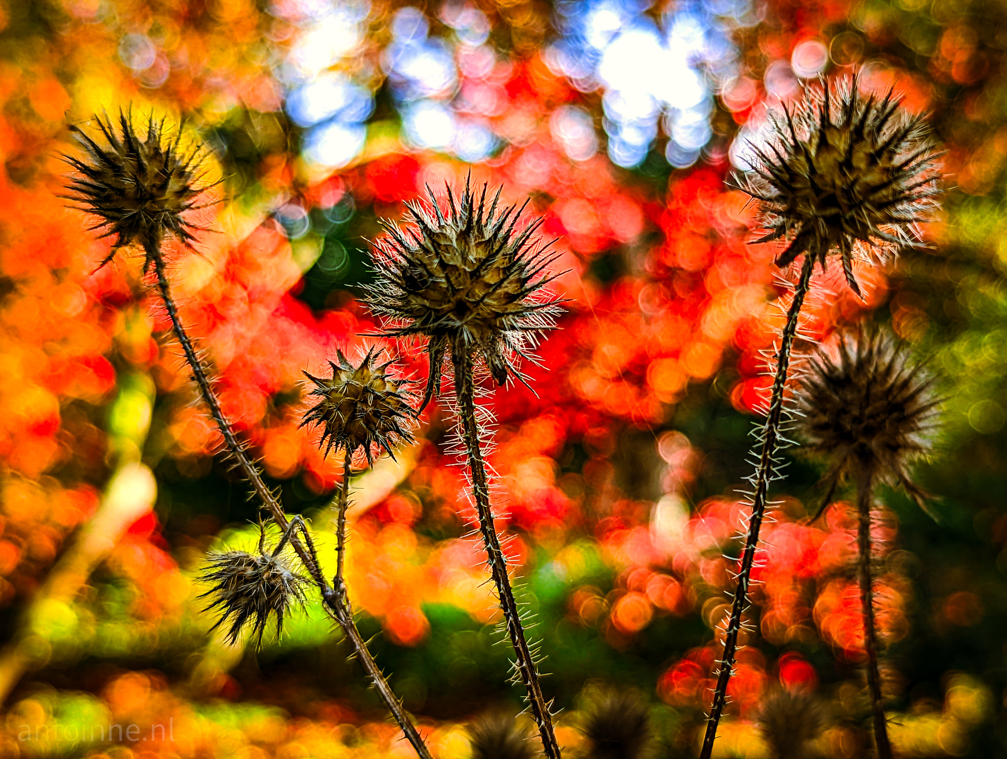 Spiky Autumn Bokeh