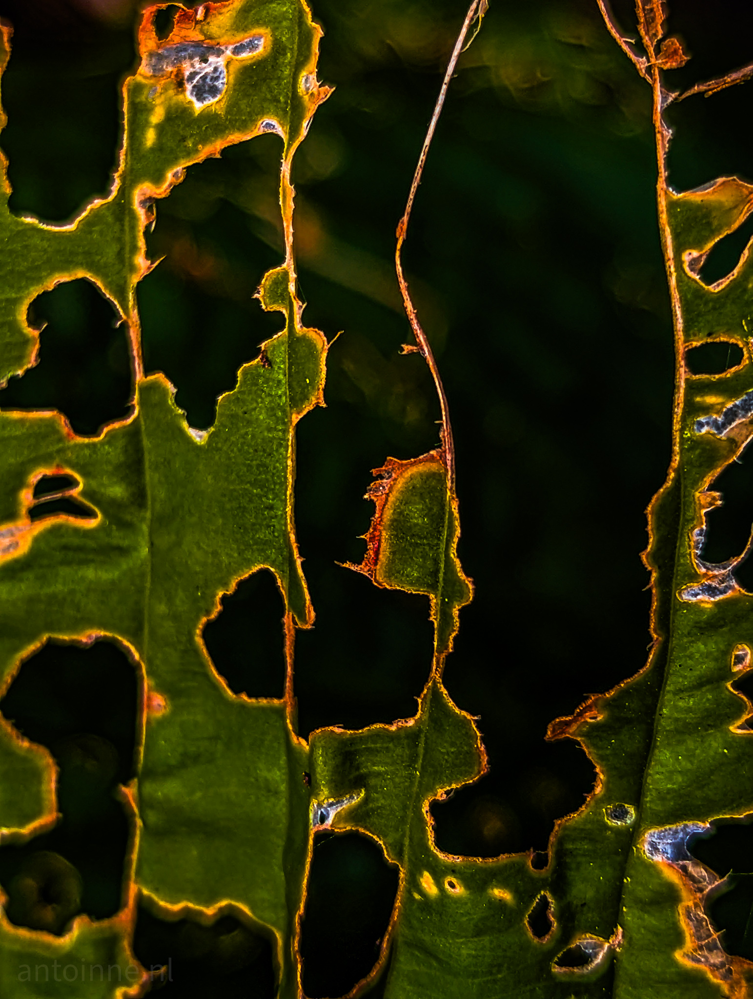 Fall into Decay