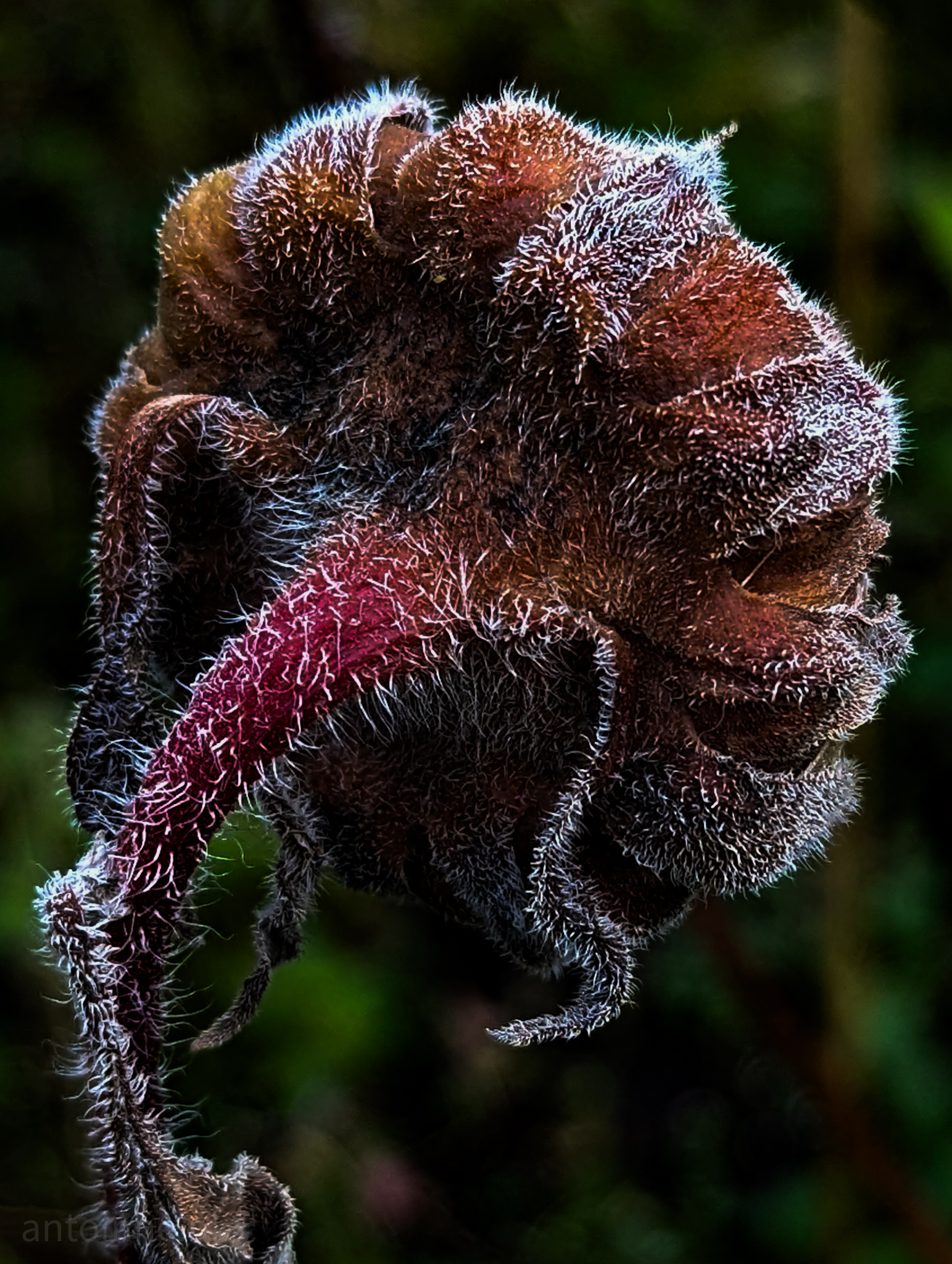 Decaying Flower