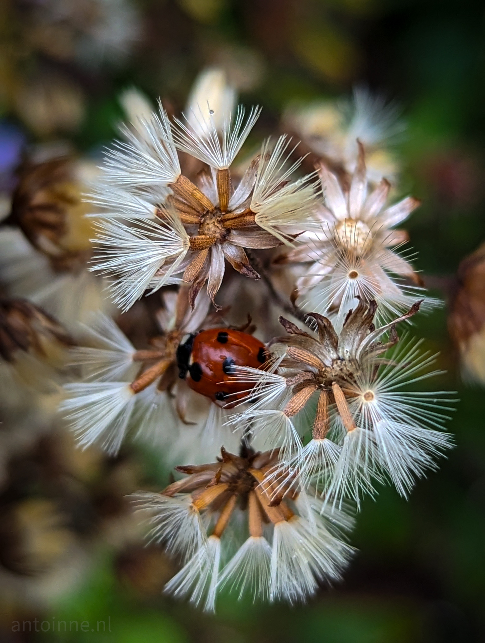 Ladybug in hiding
