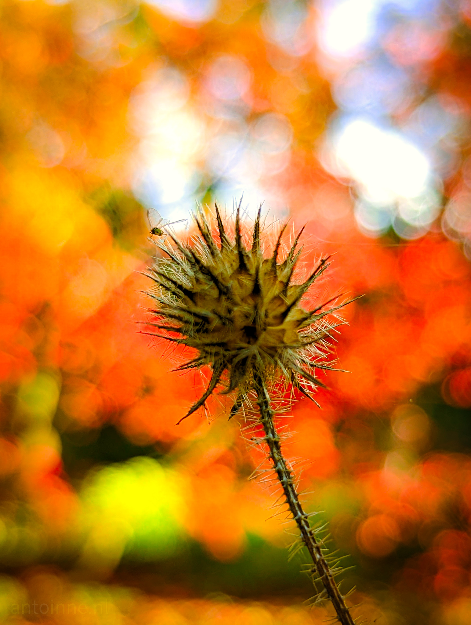 Spiky Autumn Bokeh II