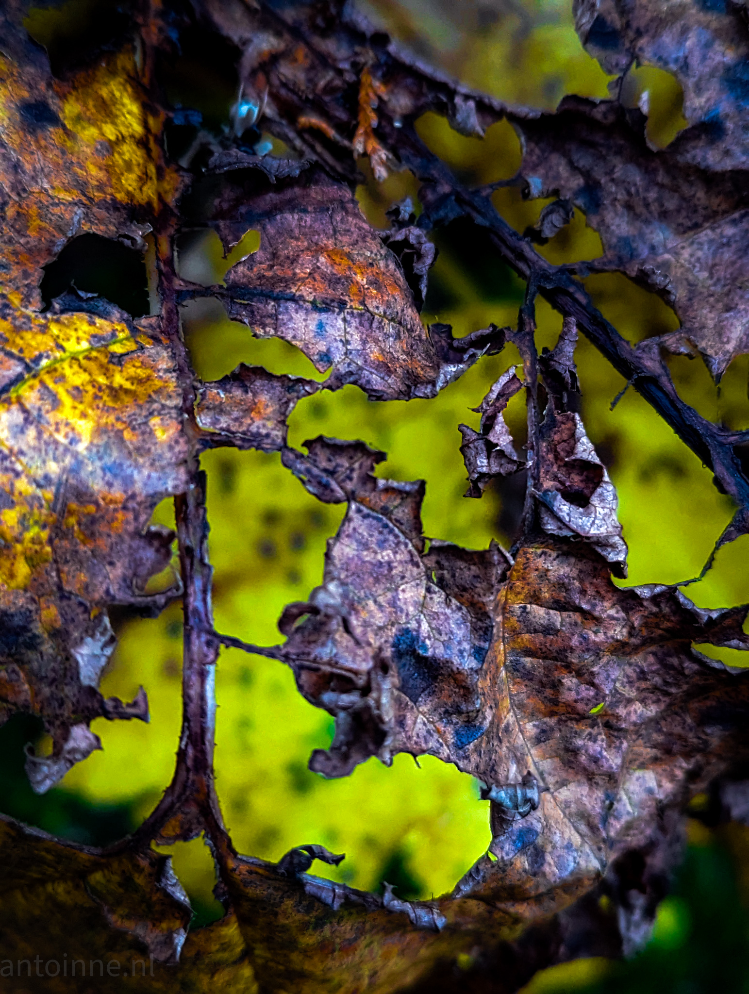 Fall into Decay IV