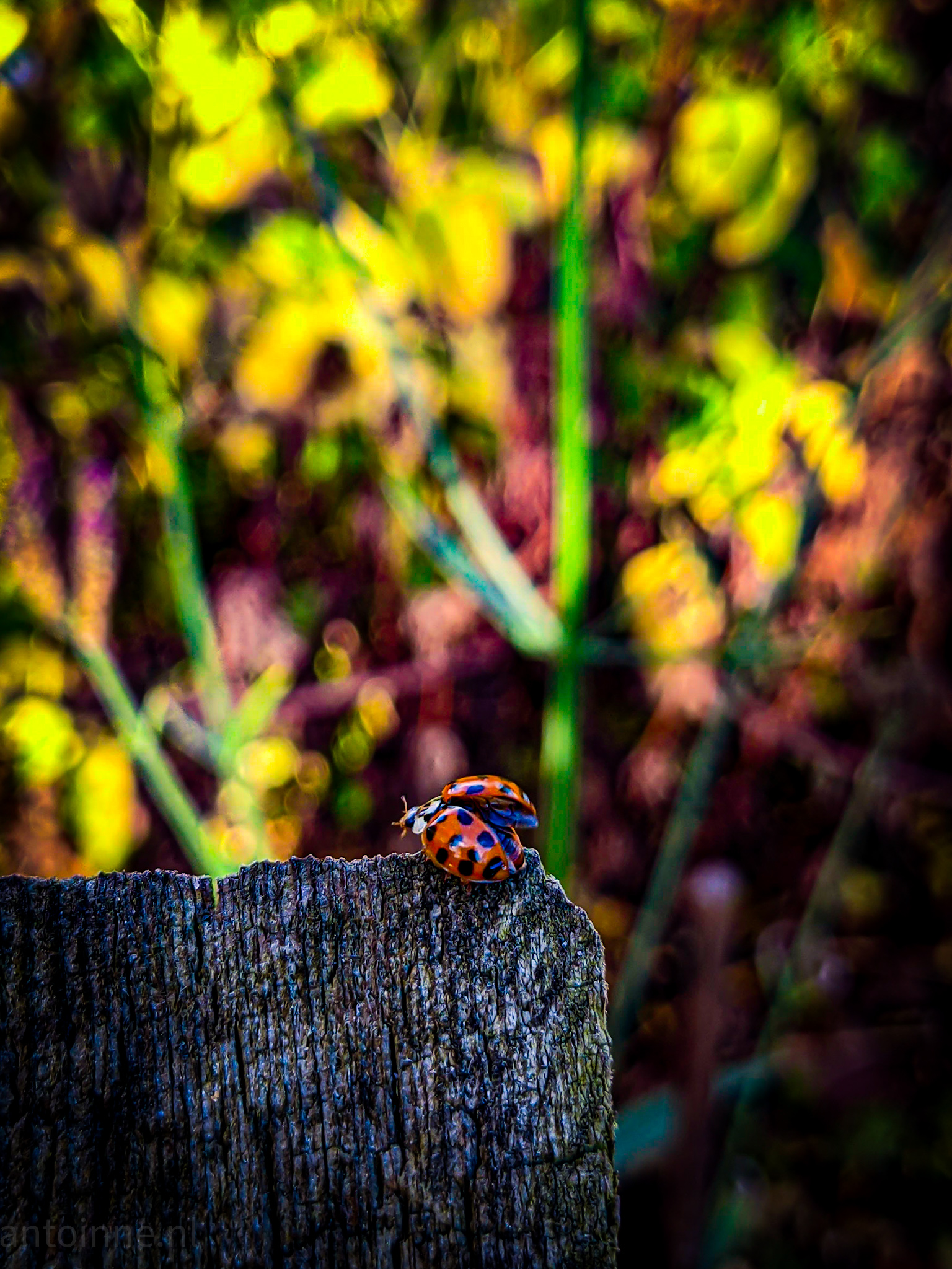 Ladybird Take Off