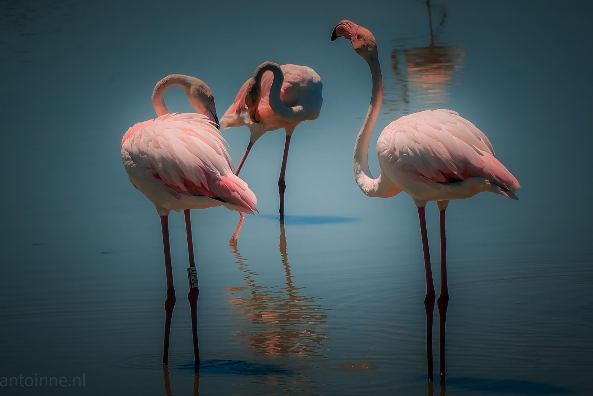 Flamingo’s