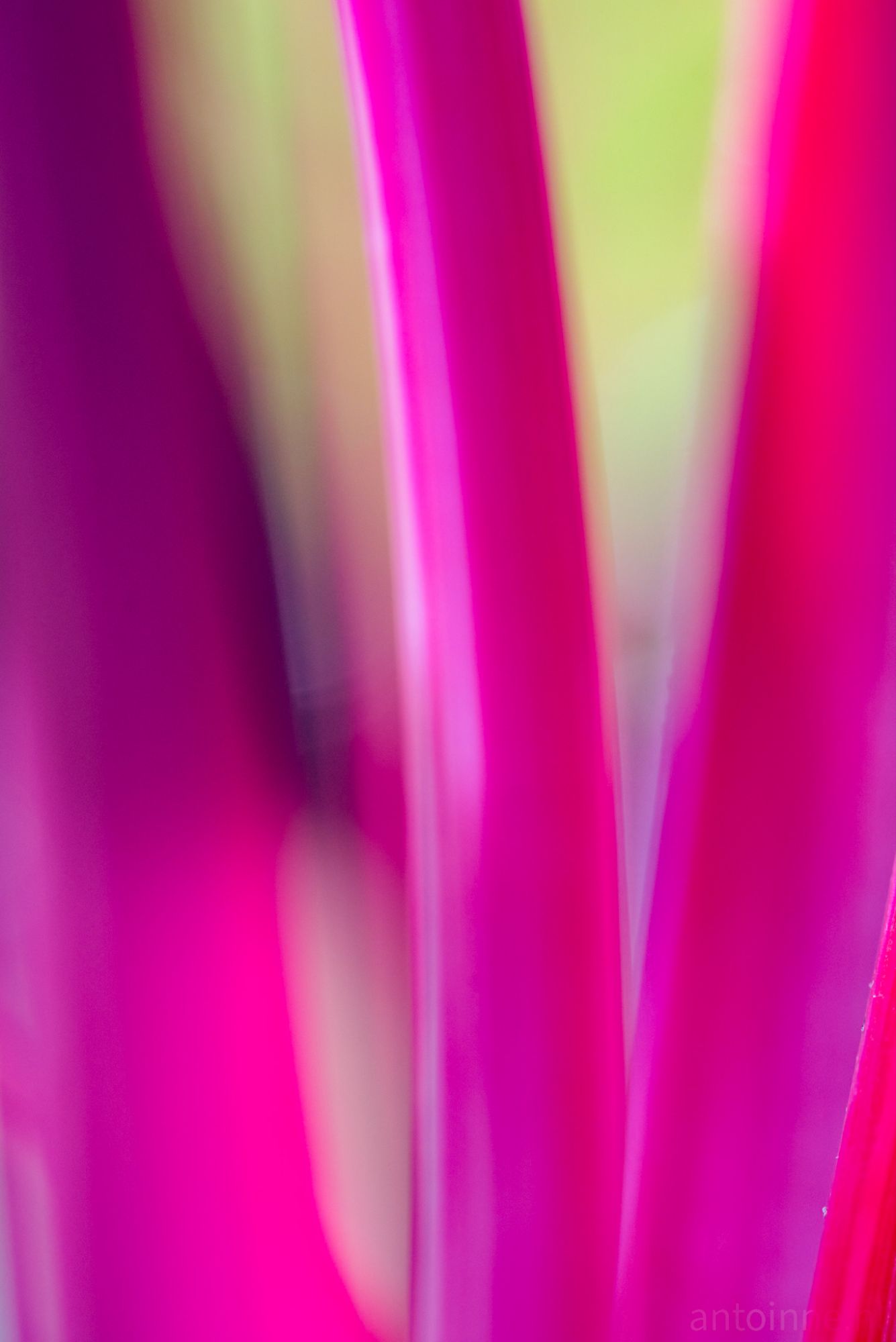 Longing For Spring (In Need Of Colour)