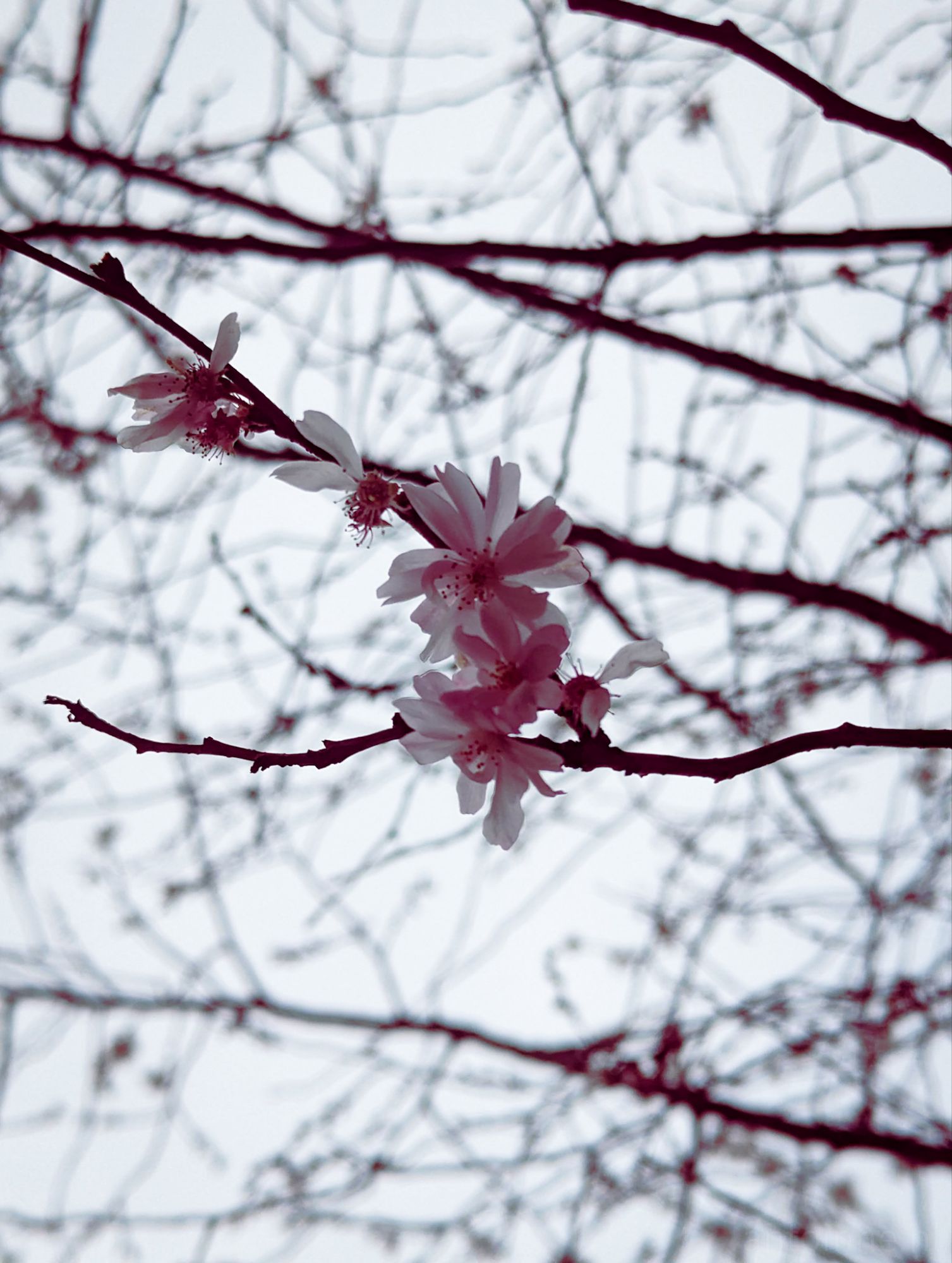 Prunus Blossom
