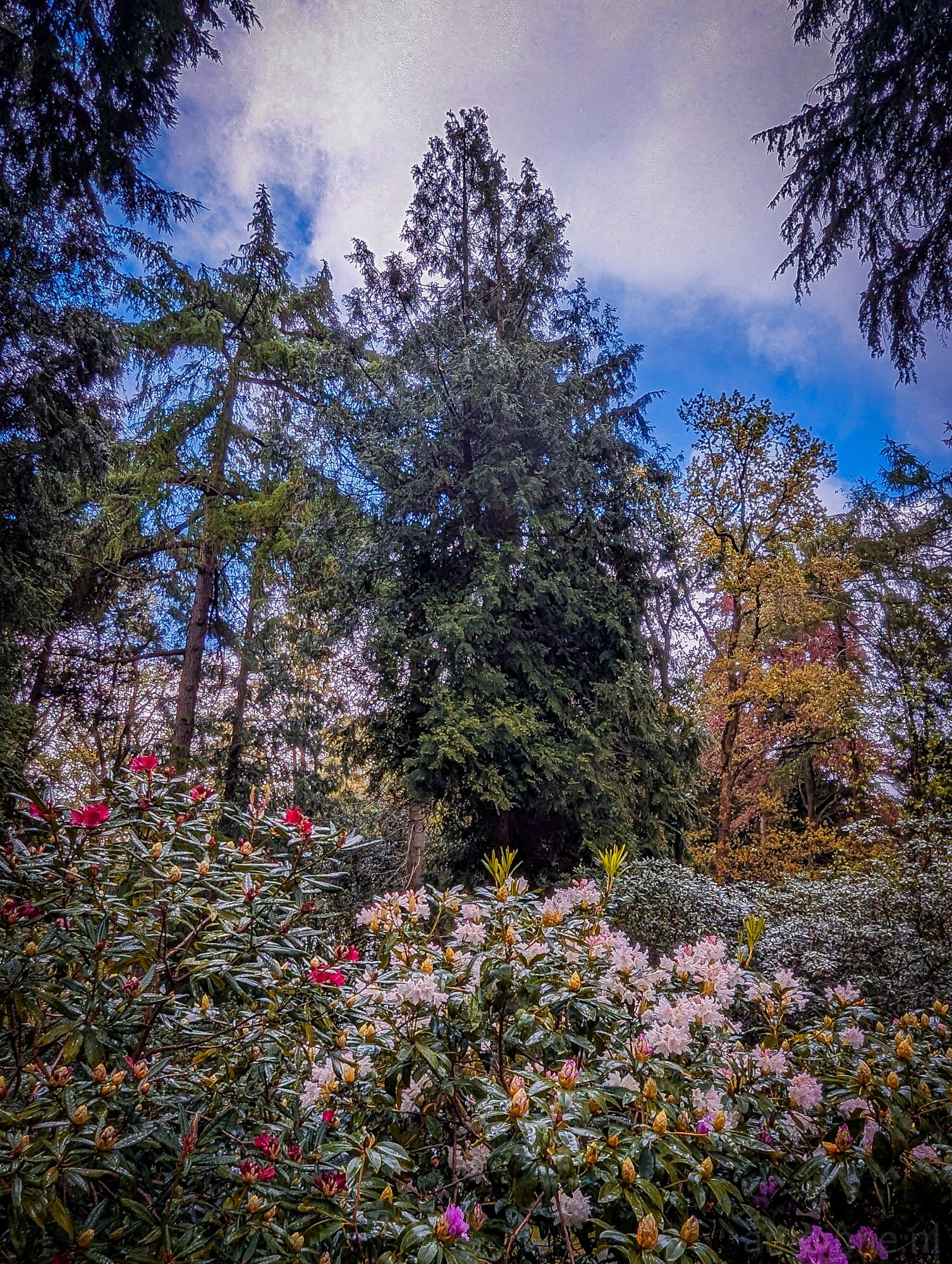 Rhododendron Valley II