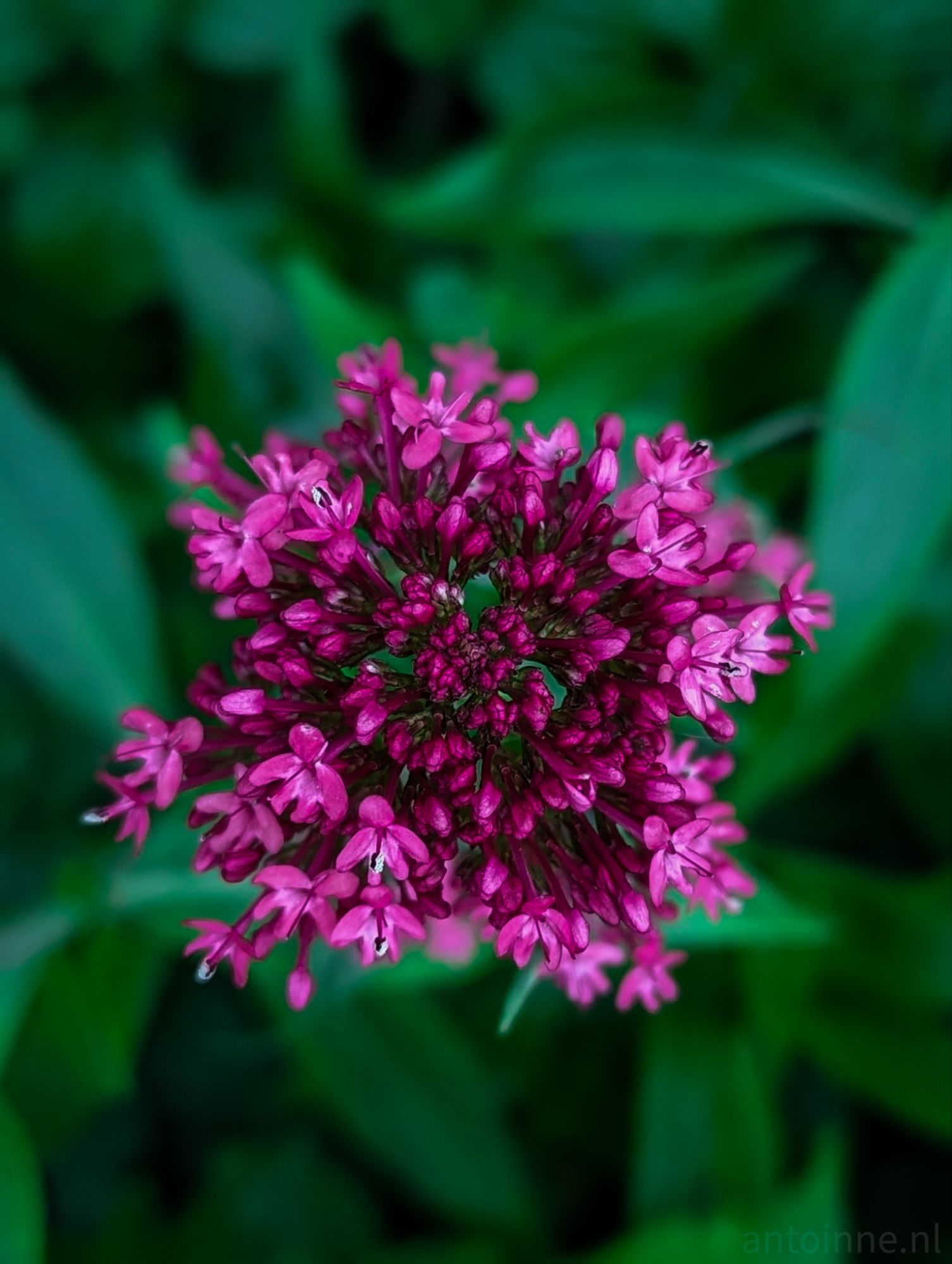 Red Valerian