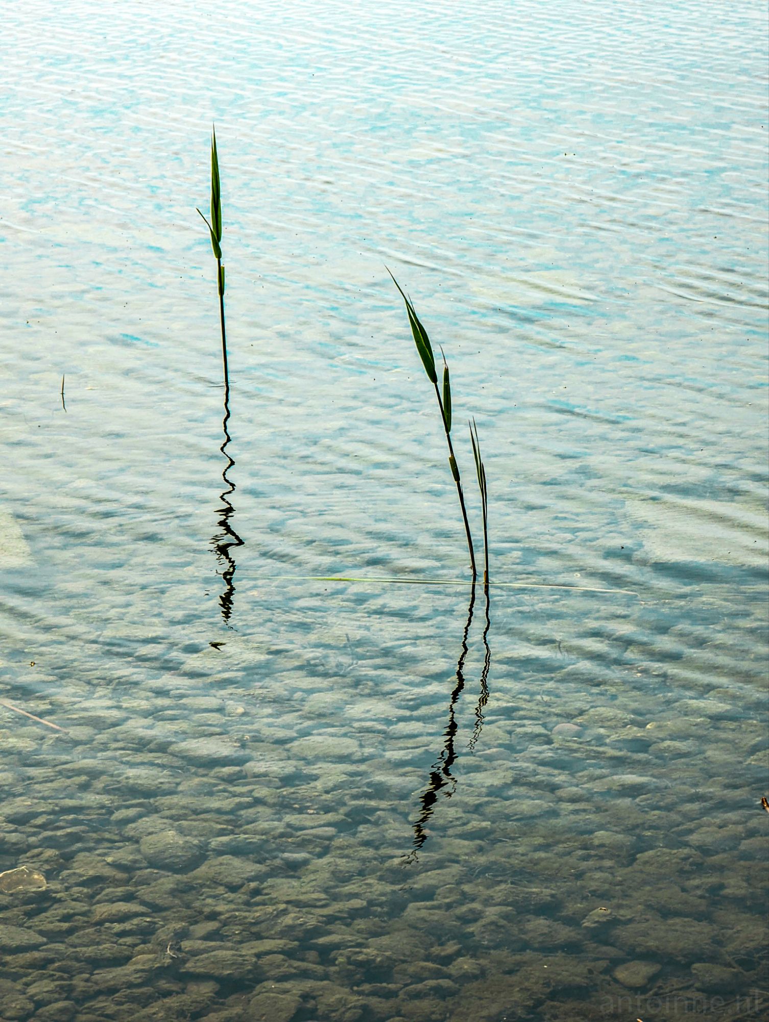 Reeds in the water