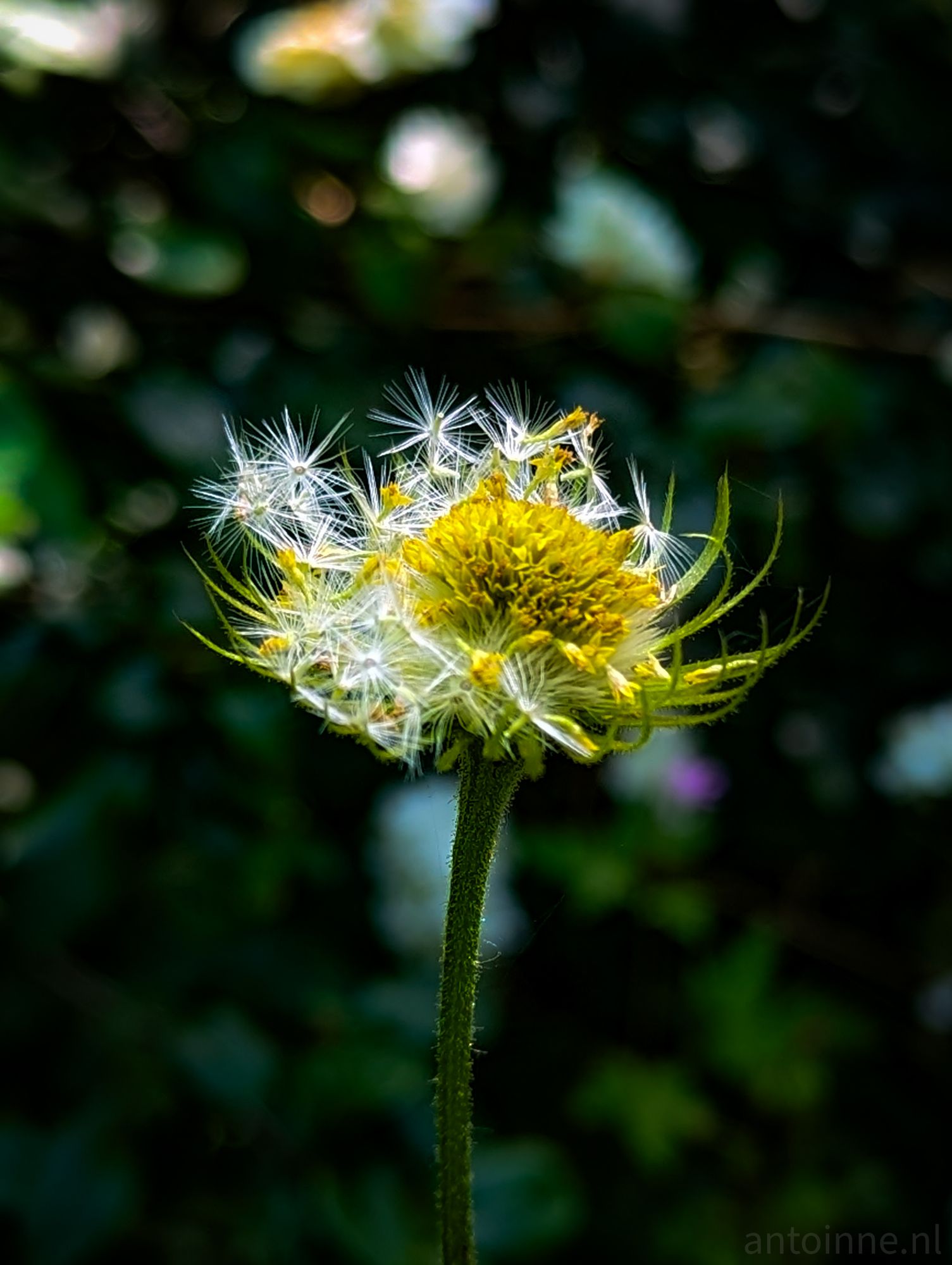 Fluffy Yellow