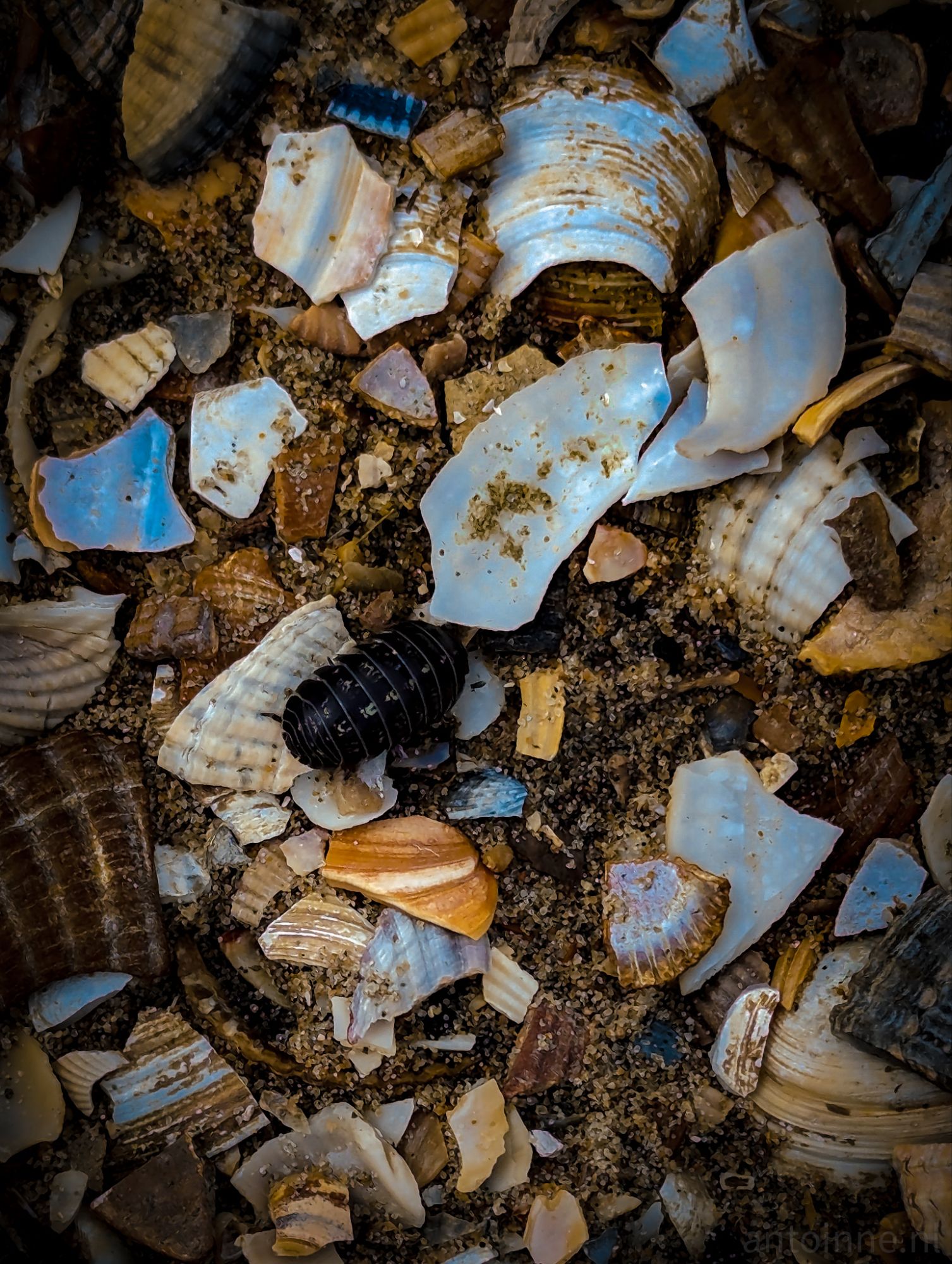 Seashells