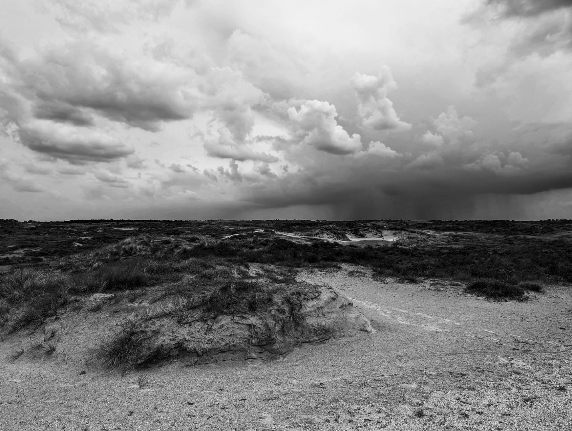 Hollandse Duinen