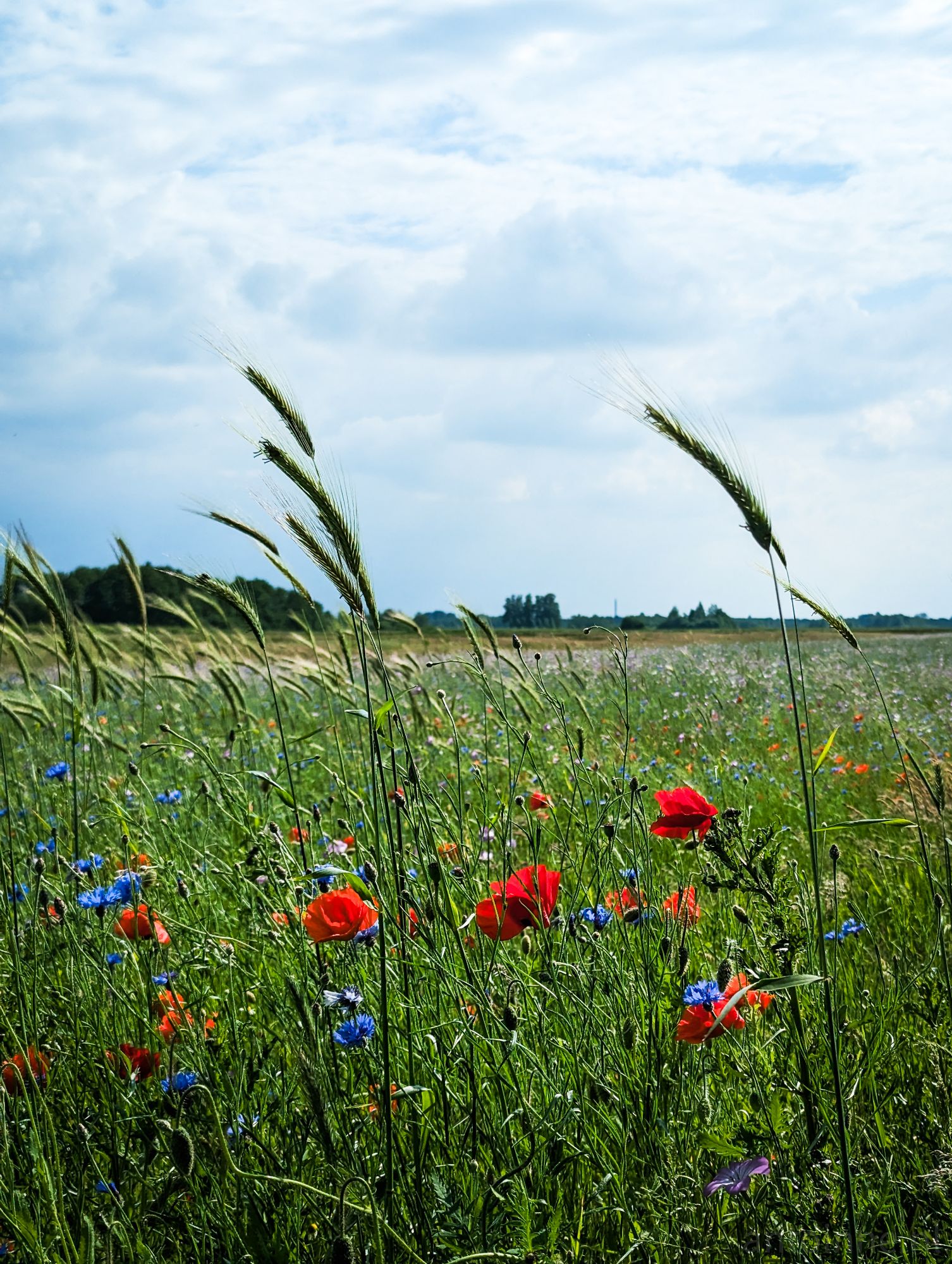 Veldbloemen