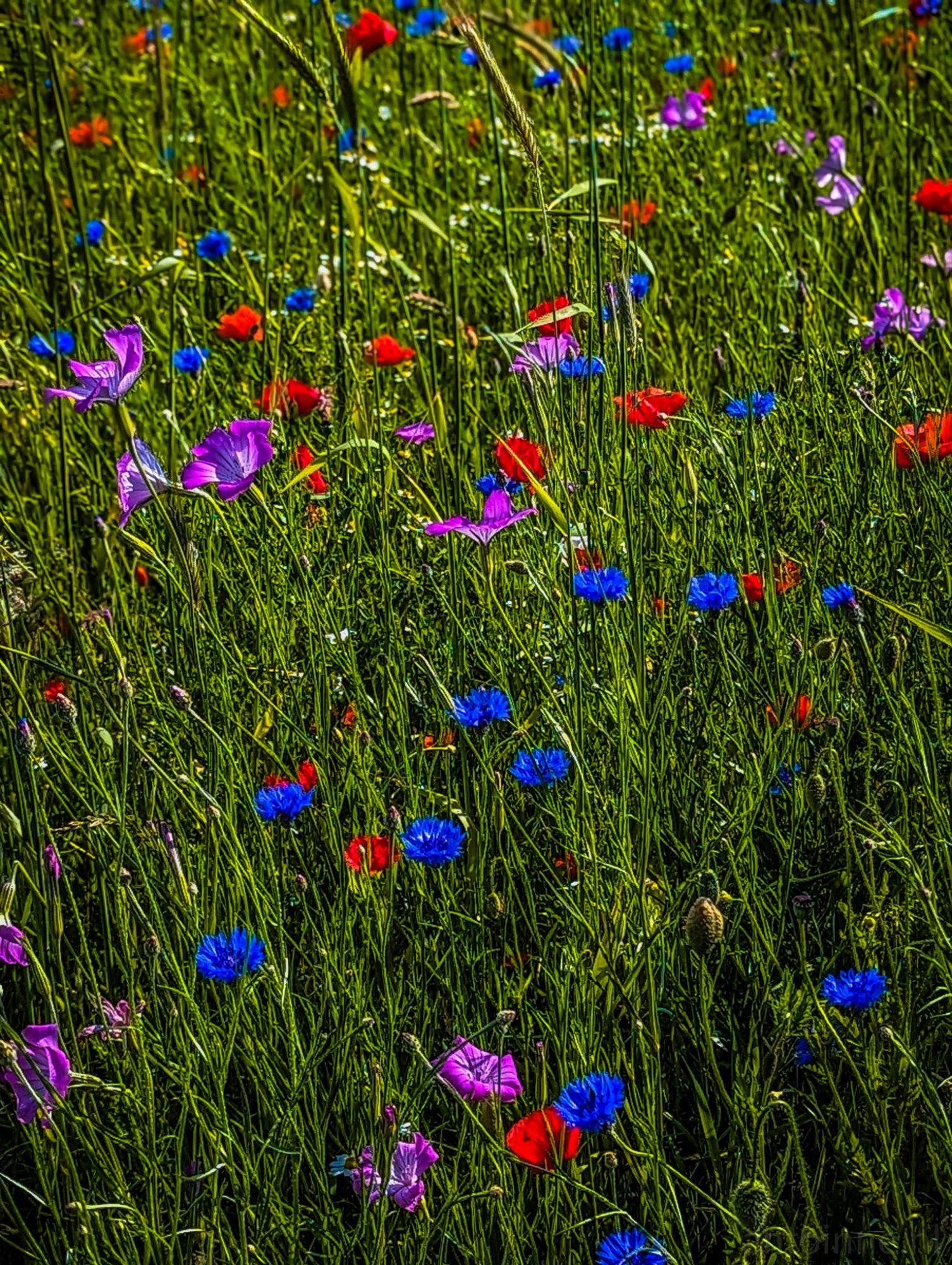 Veldbloemen