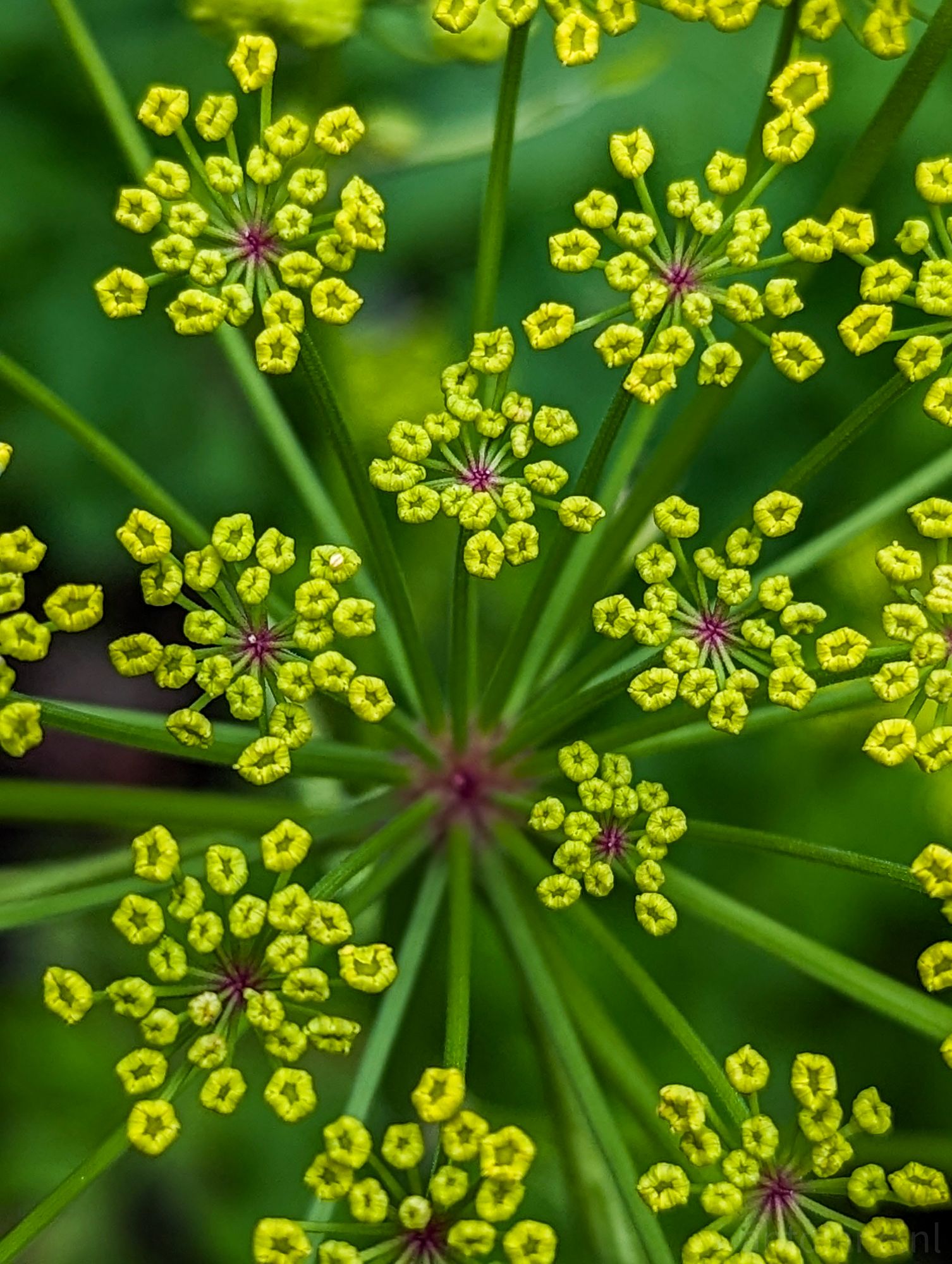 Yellow and Green