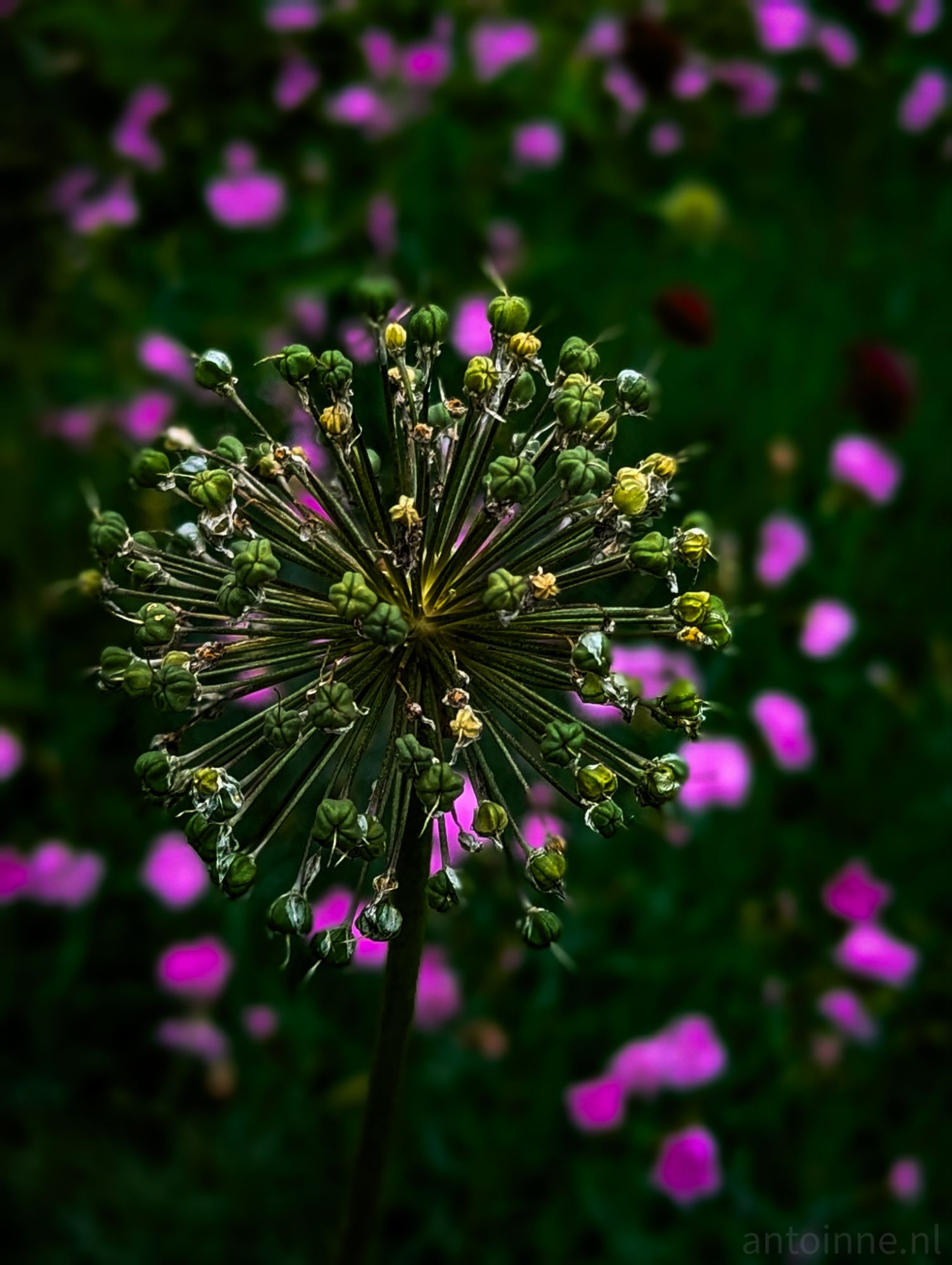 Yellow, Green and Purple