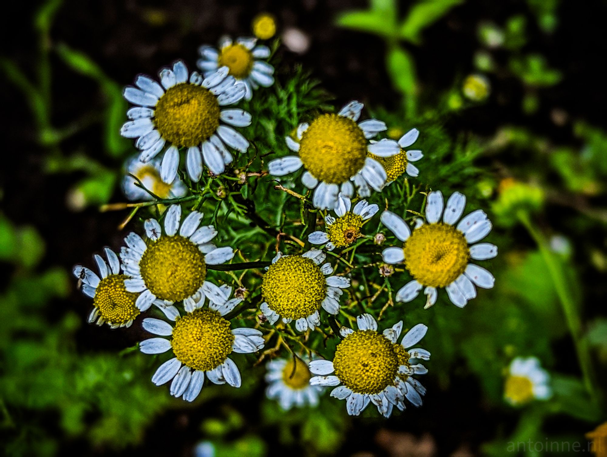 Yellow, White and Green