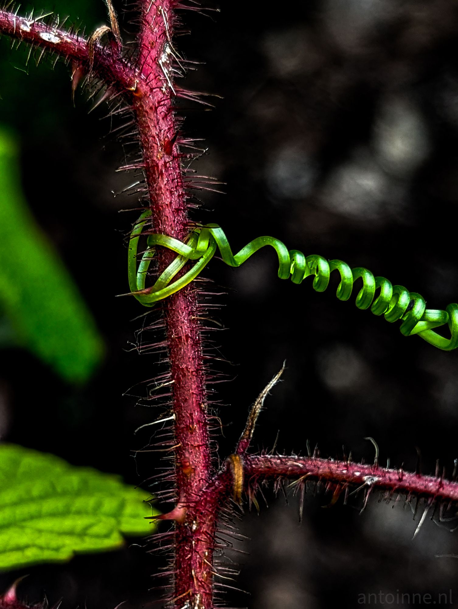 Curling Tendril