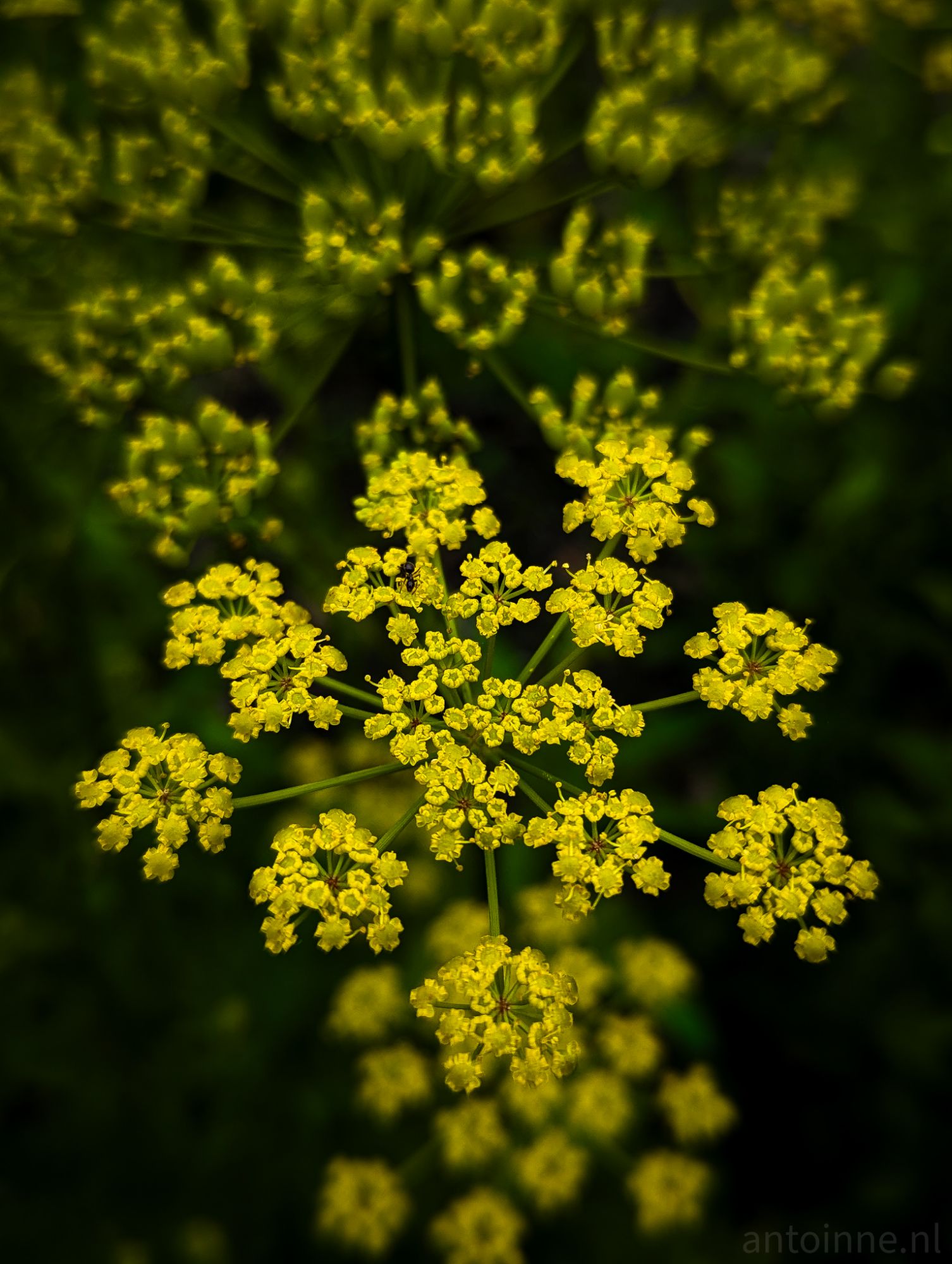 Yellow and Green II