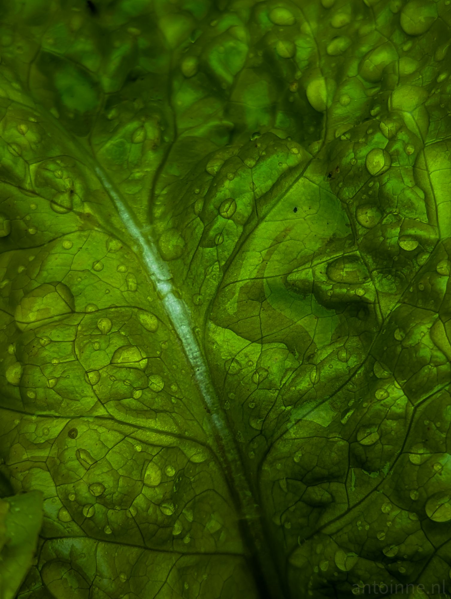 Leaf with Drops