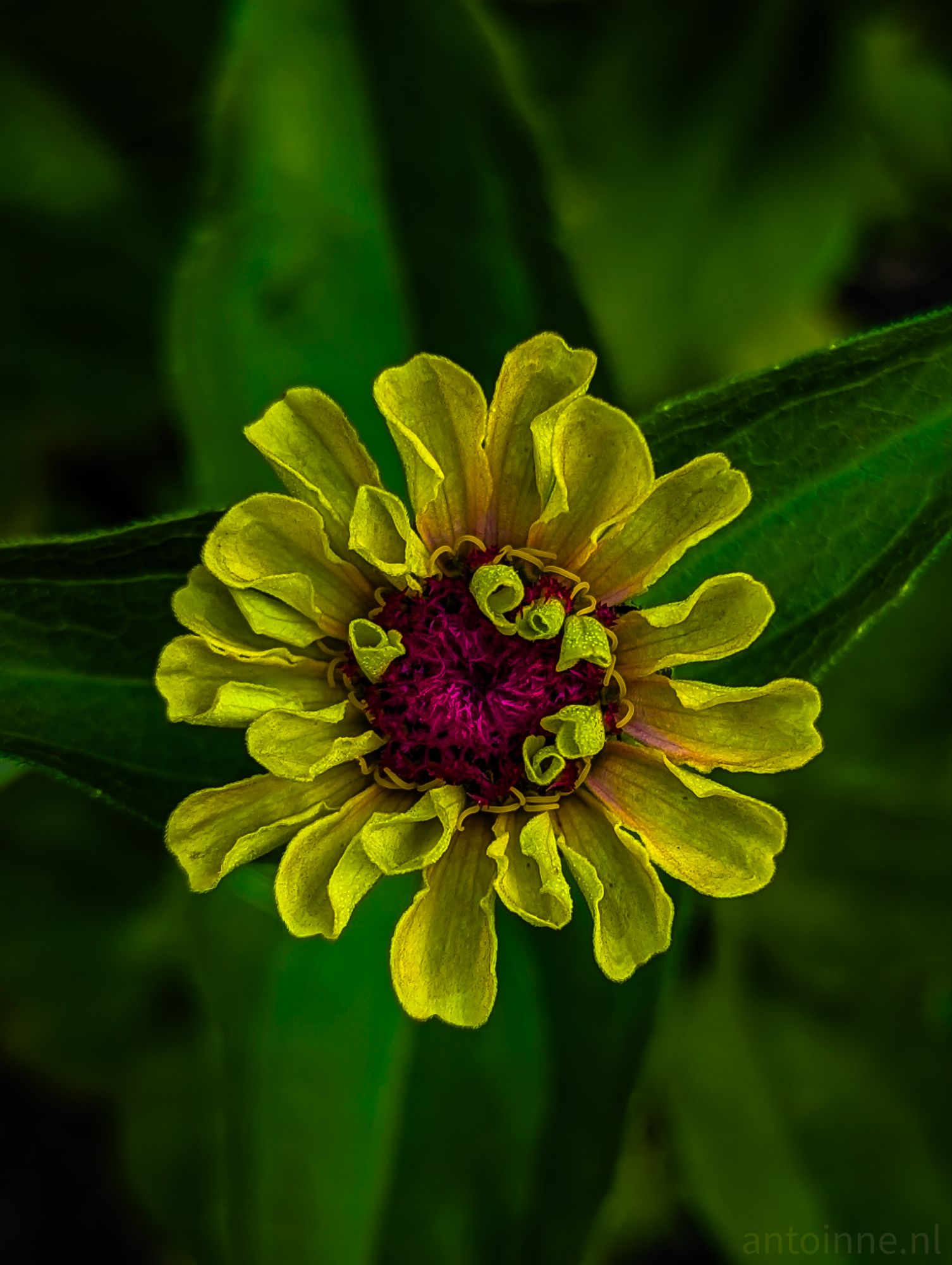 Zinnia