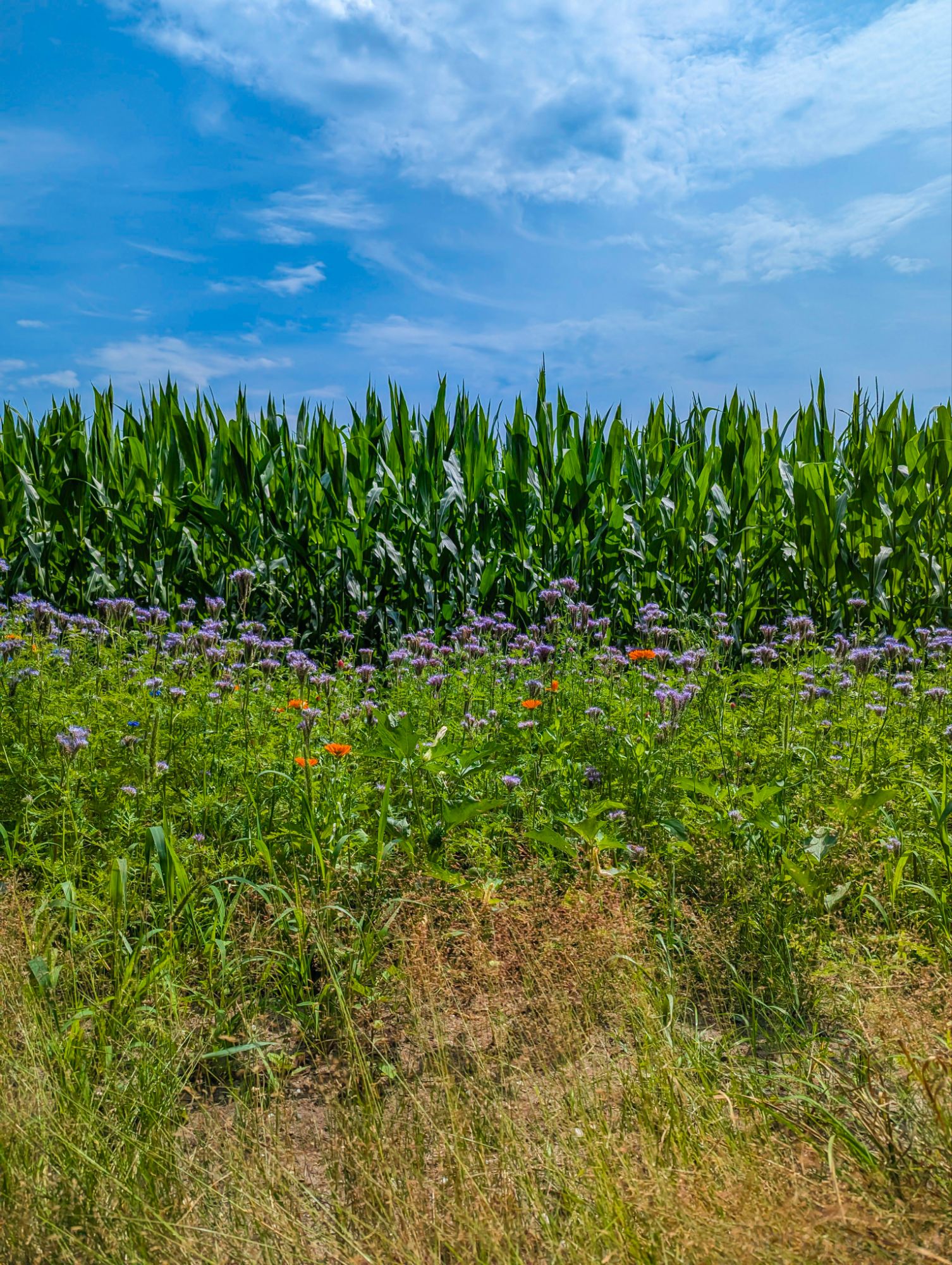 Cornfield