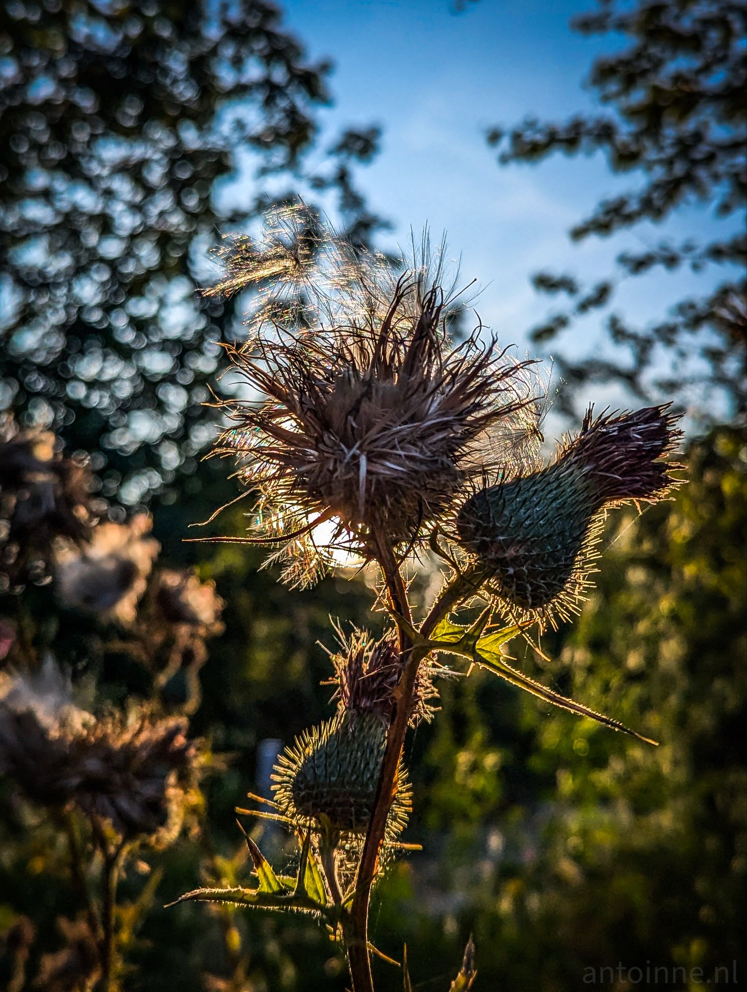 Sunny Thistle