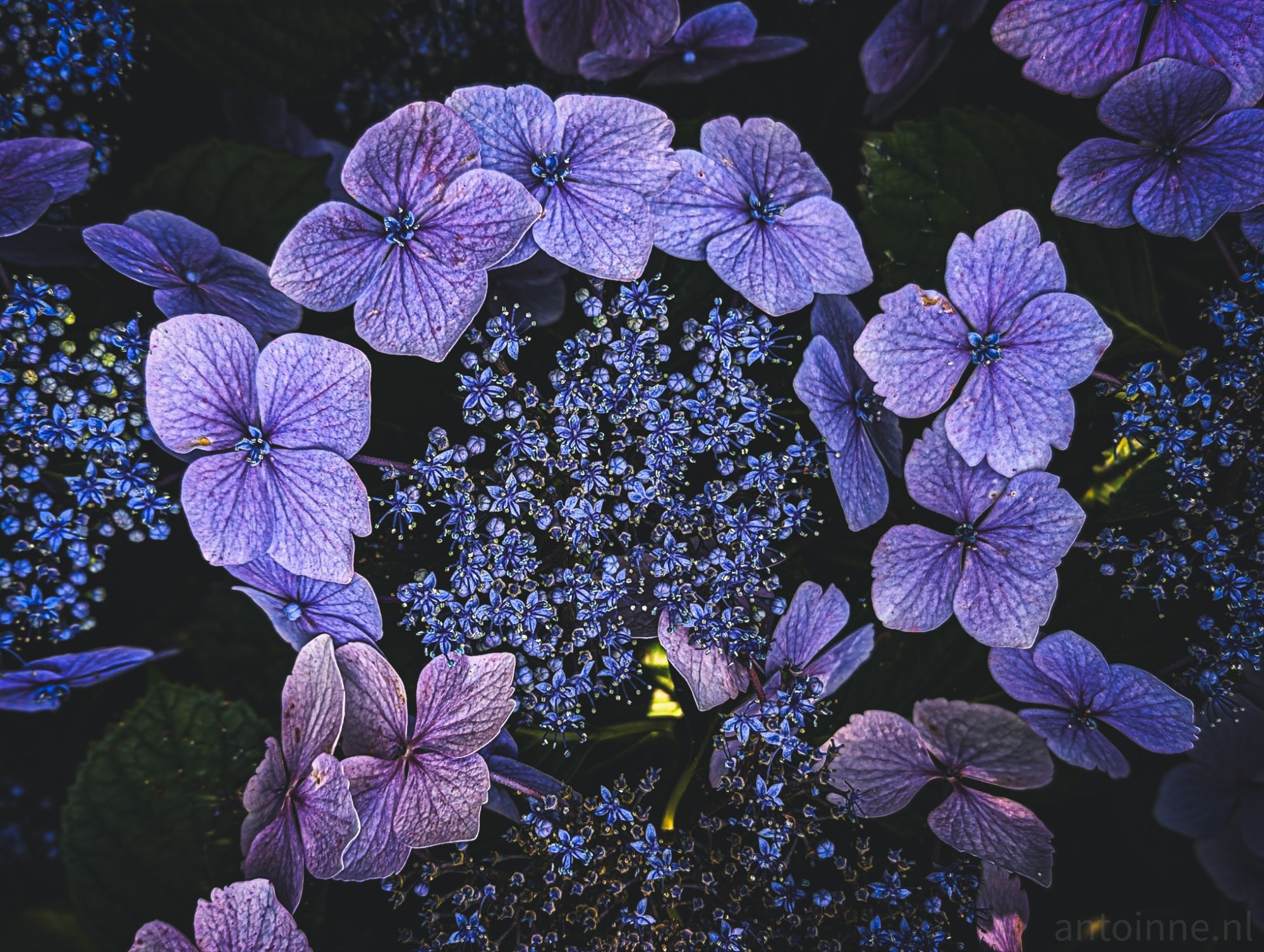 Hortensia