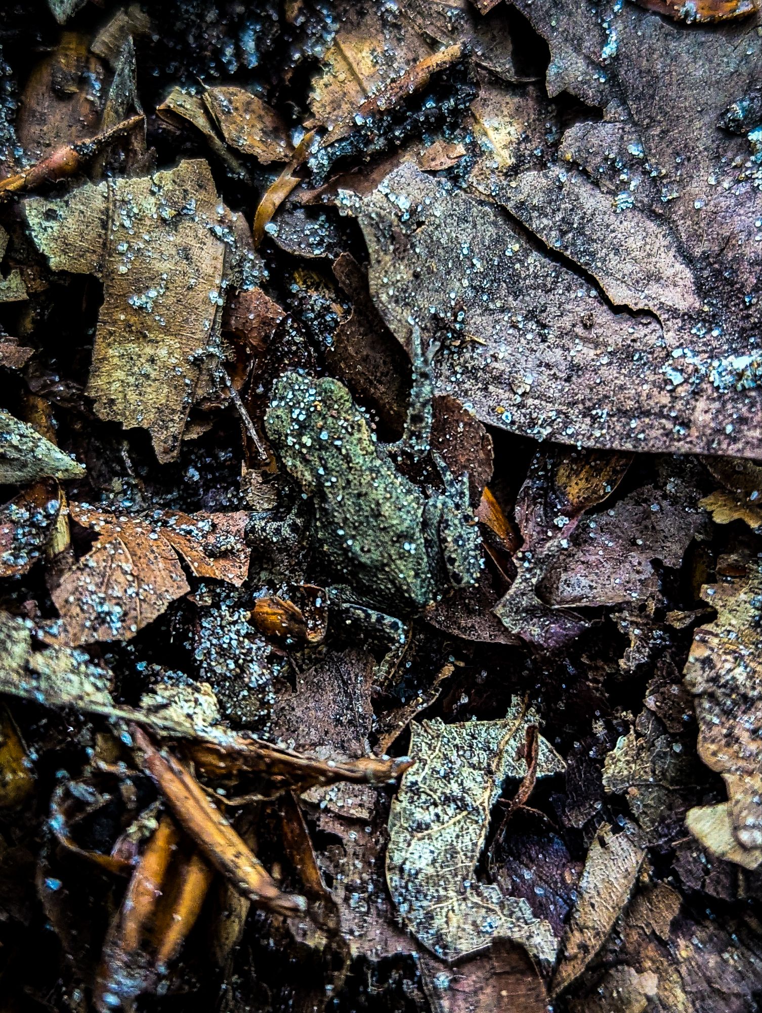 Miniature Toad