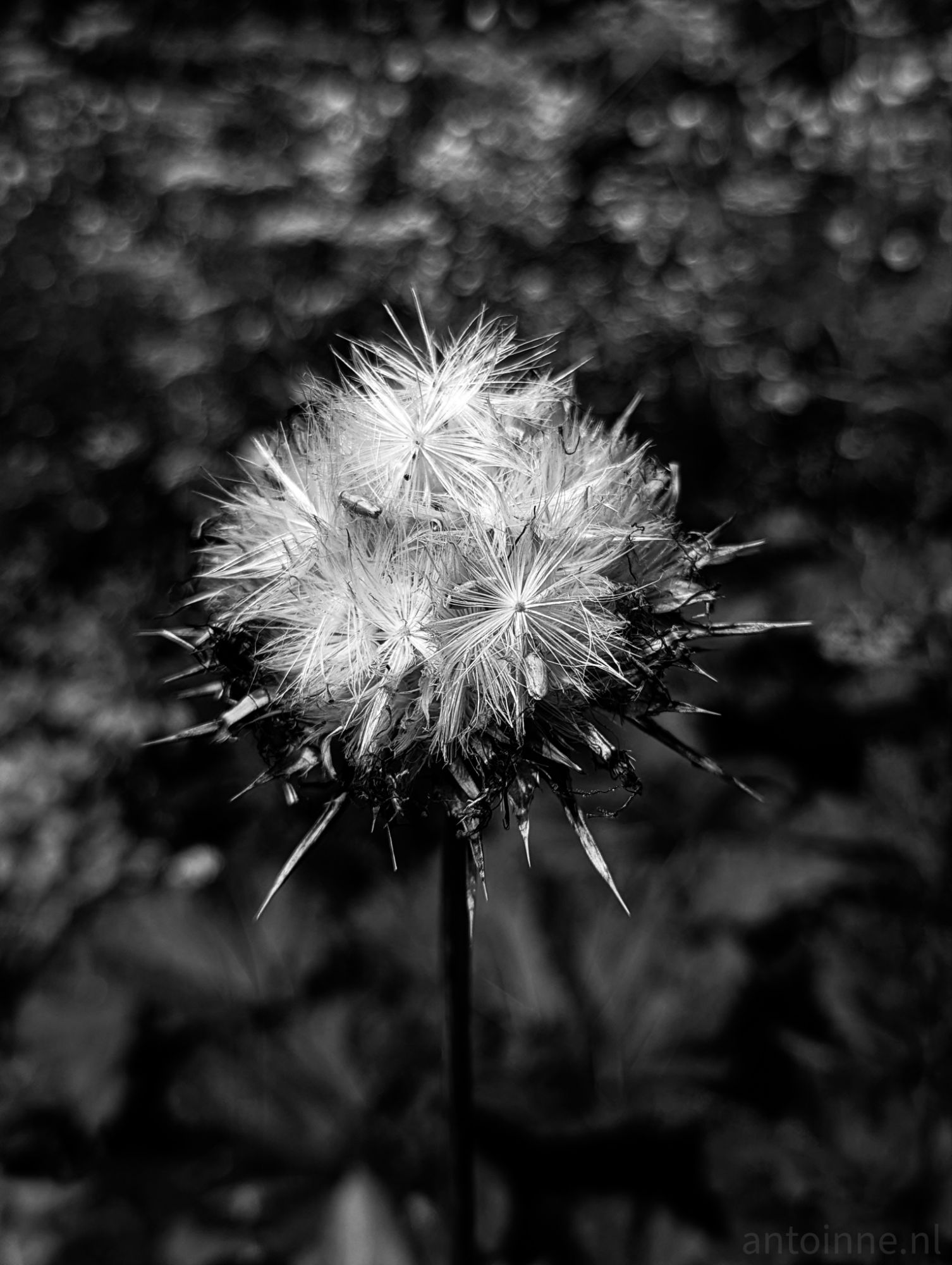 Fluffy Seeds