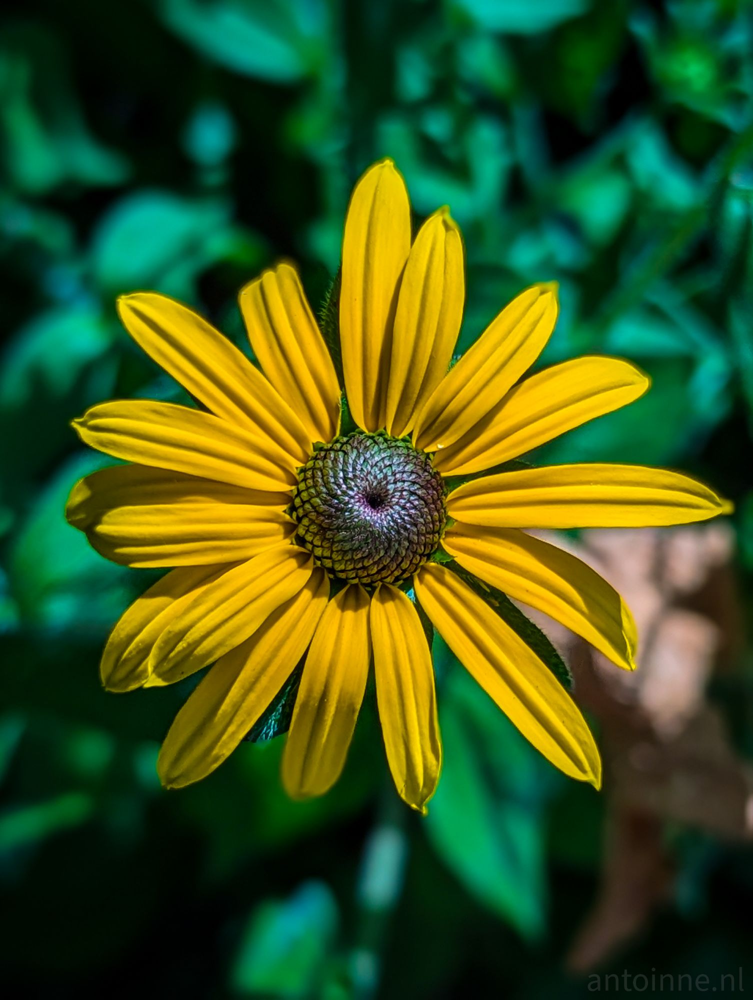 Black-eyed Susan