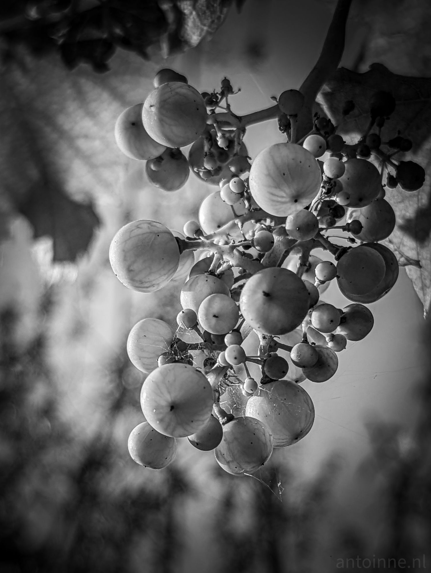Grapes