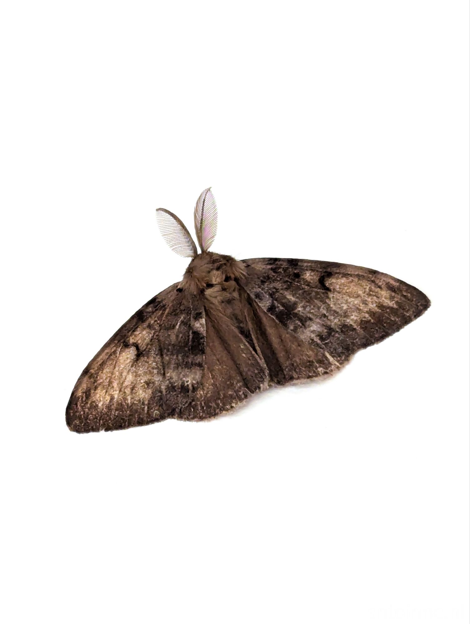 Plakker