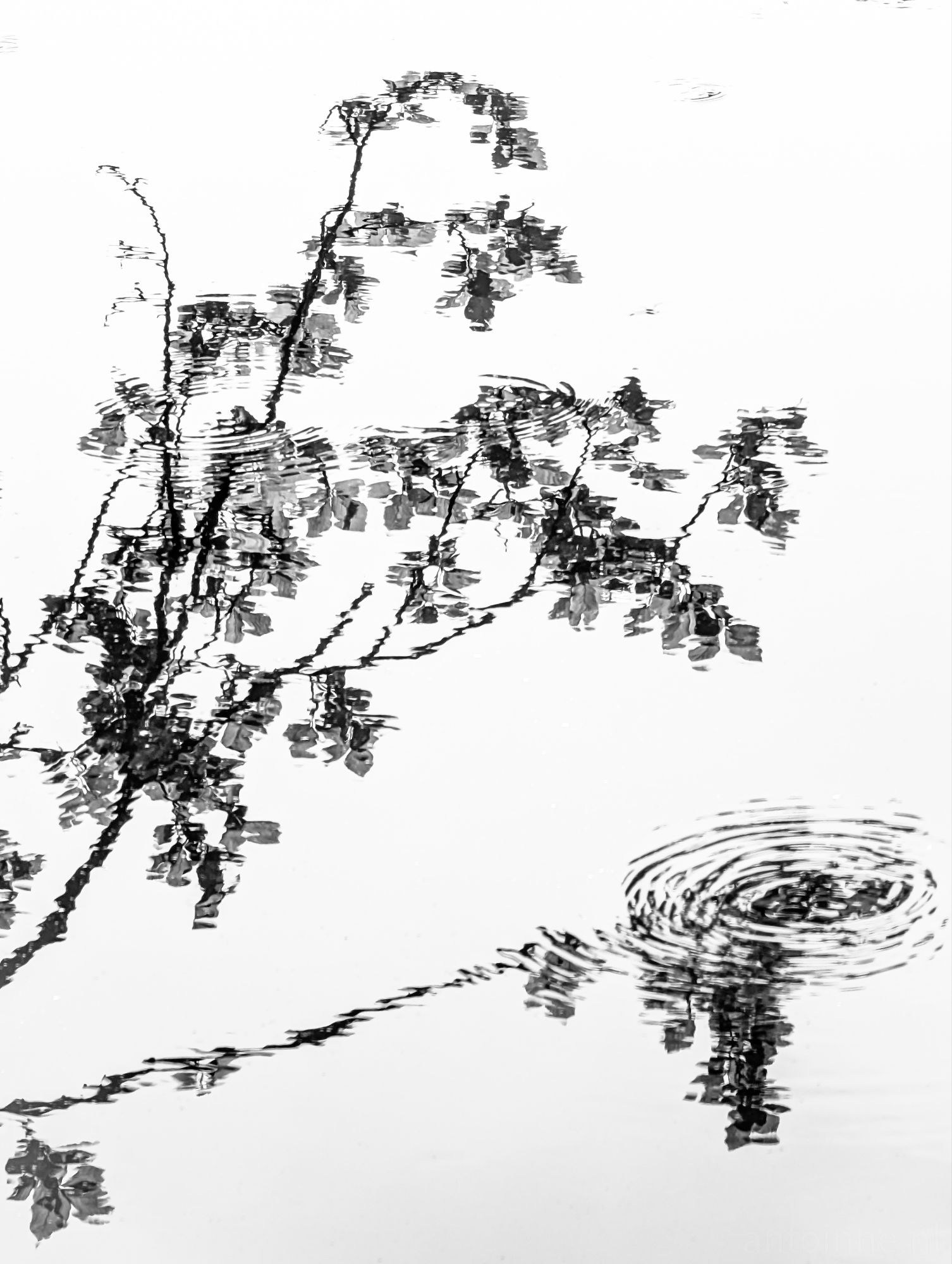 Reflections