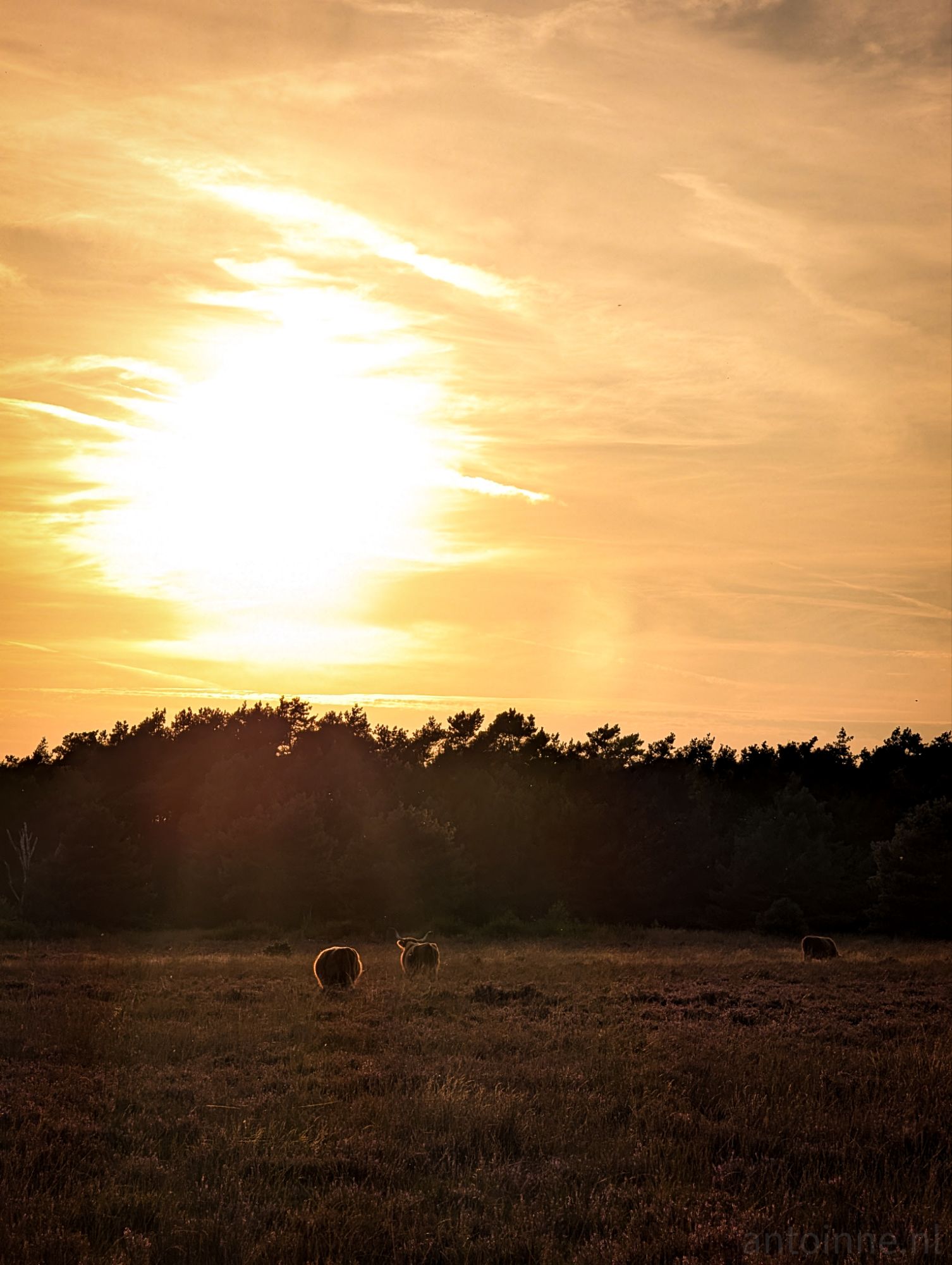 Scottish Highlanders at sunset