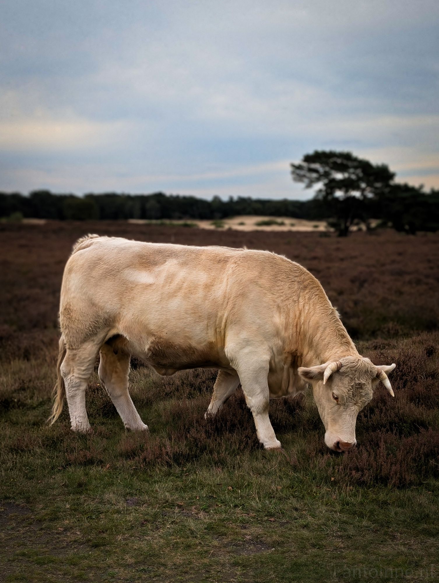 Charolais