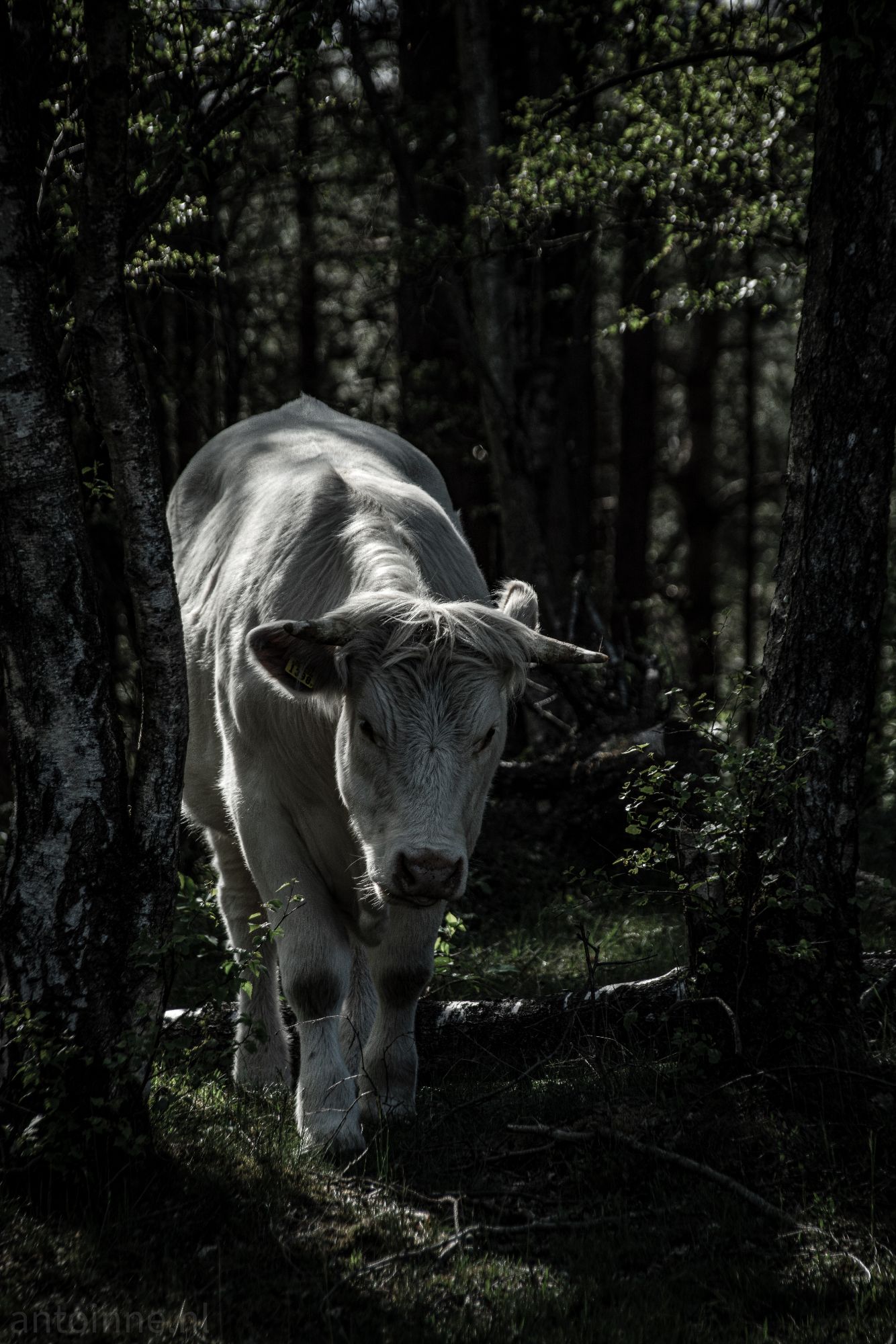 Charolais