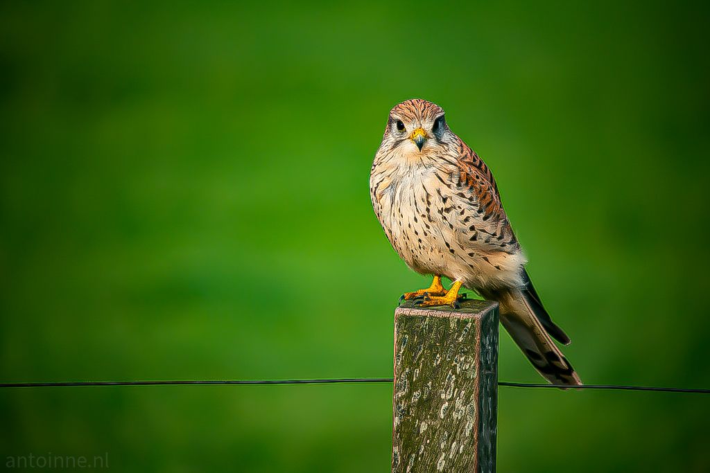 Kestrel