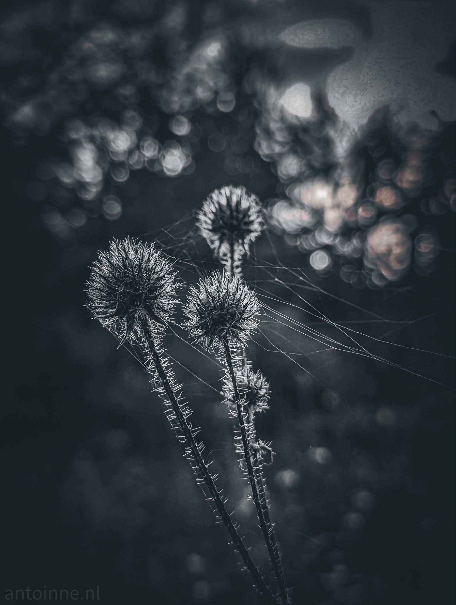 Thistles II