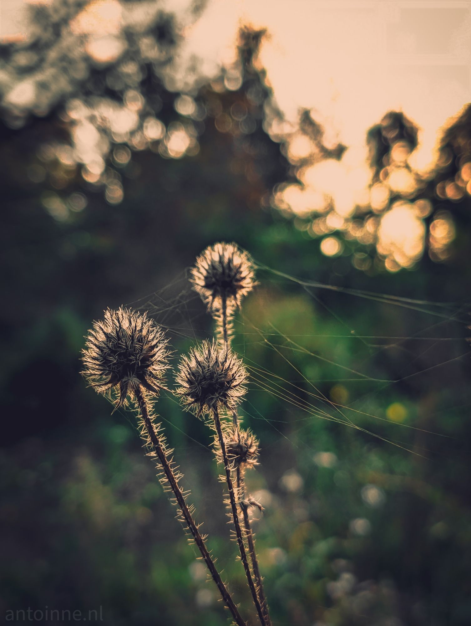 Thistles