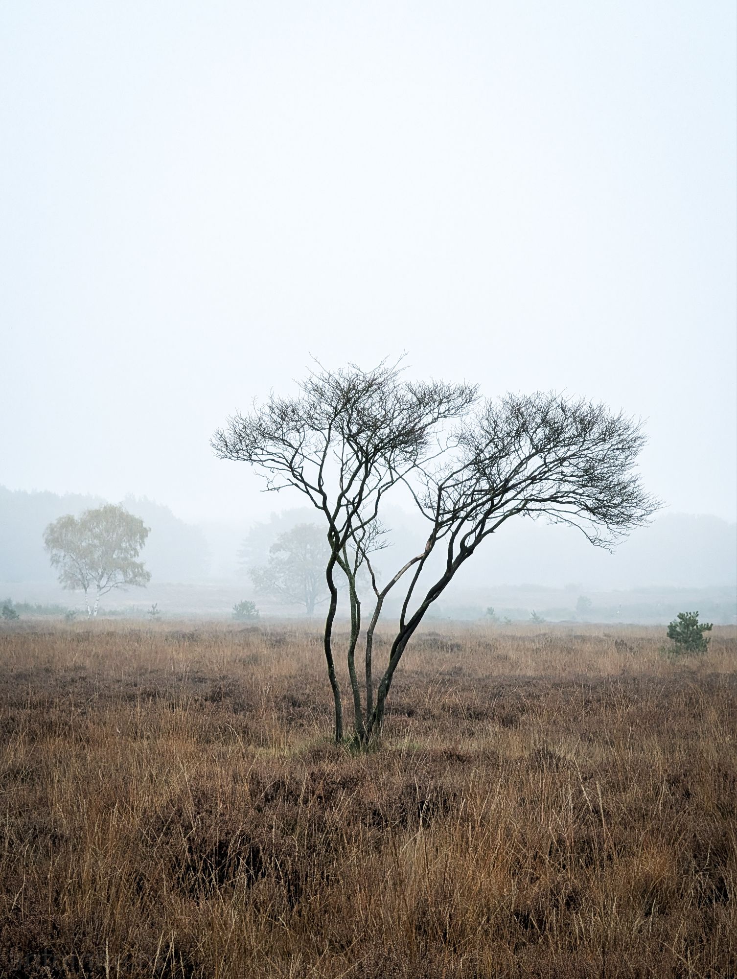 Westerheide