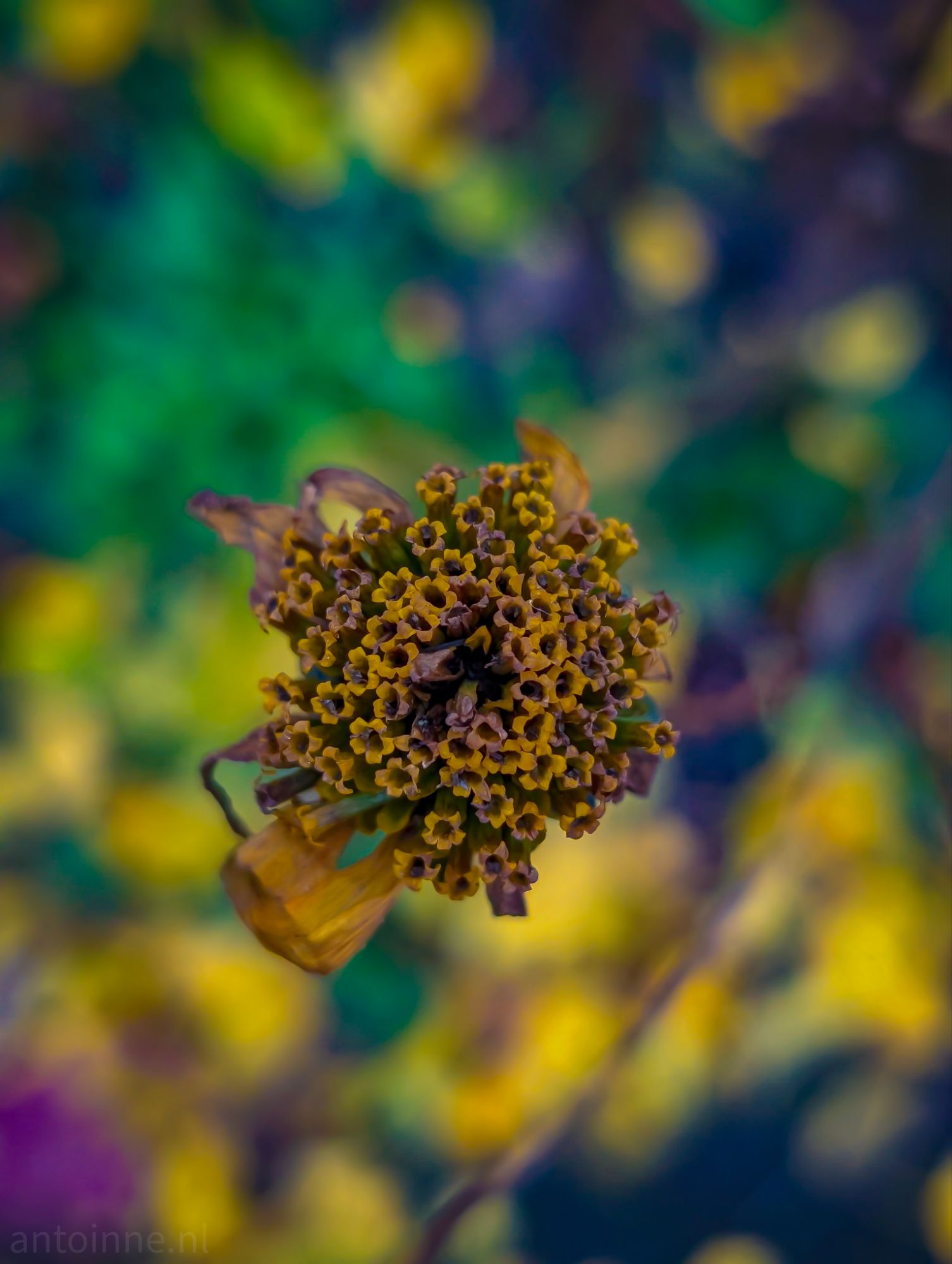 Flower head